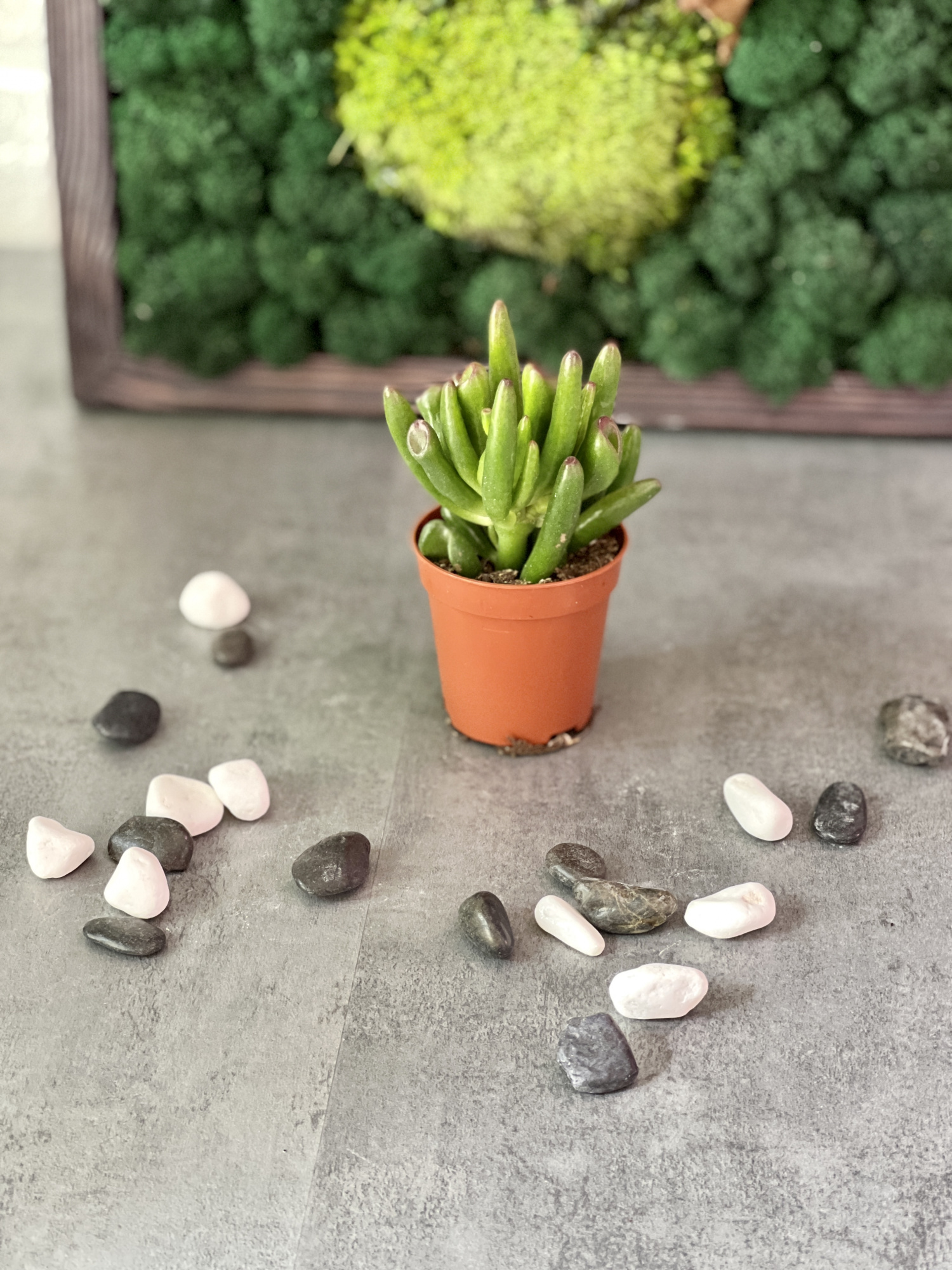 Крассула Корал (Crassula Coral) D5см