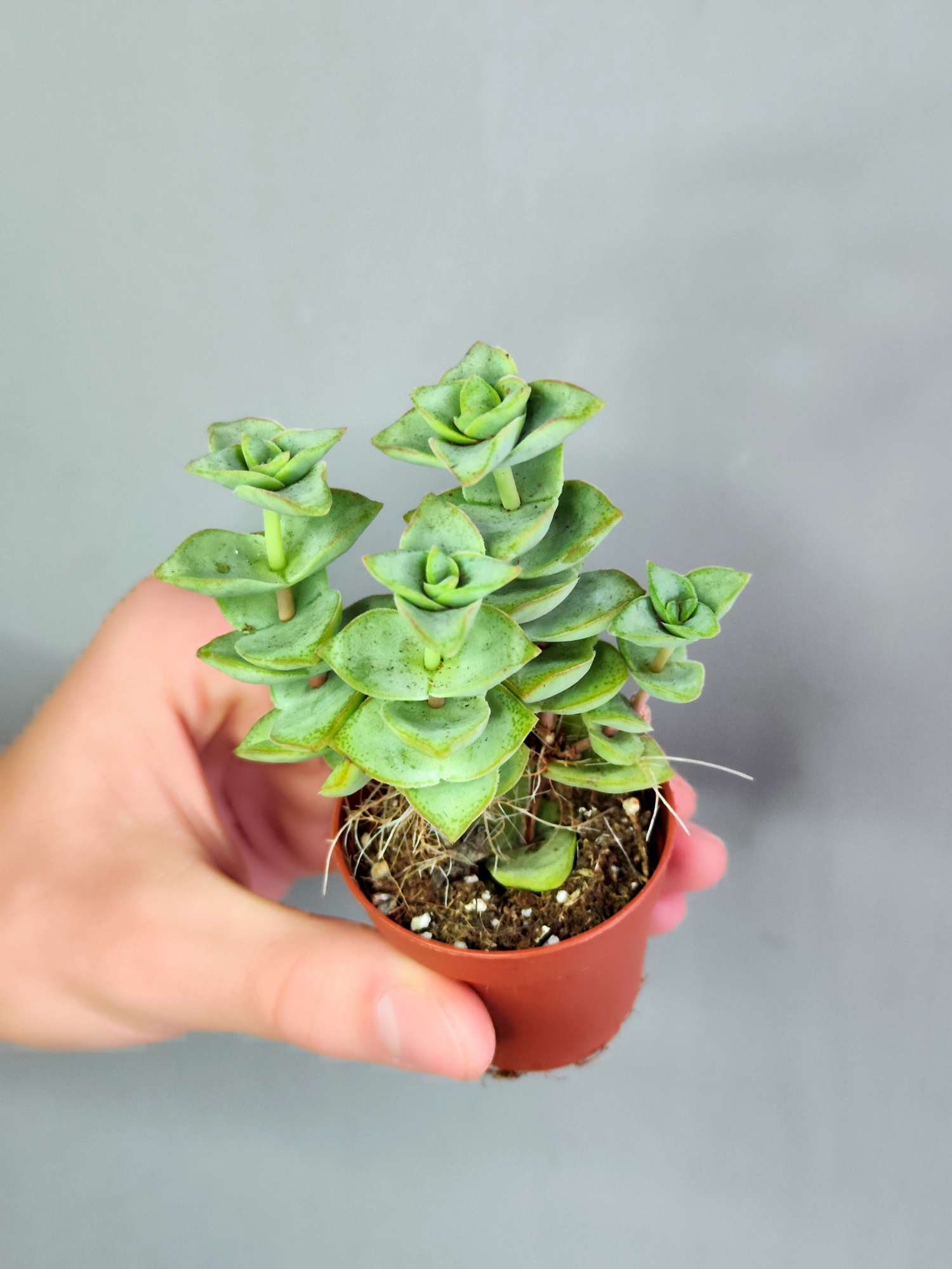 Крассула Перфората Мэджик (Crassula Perforata Magic) D5см