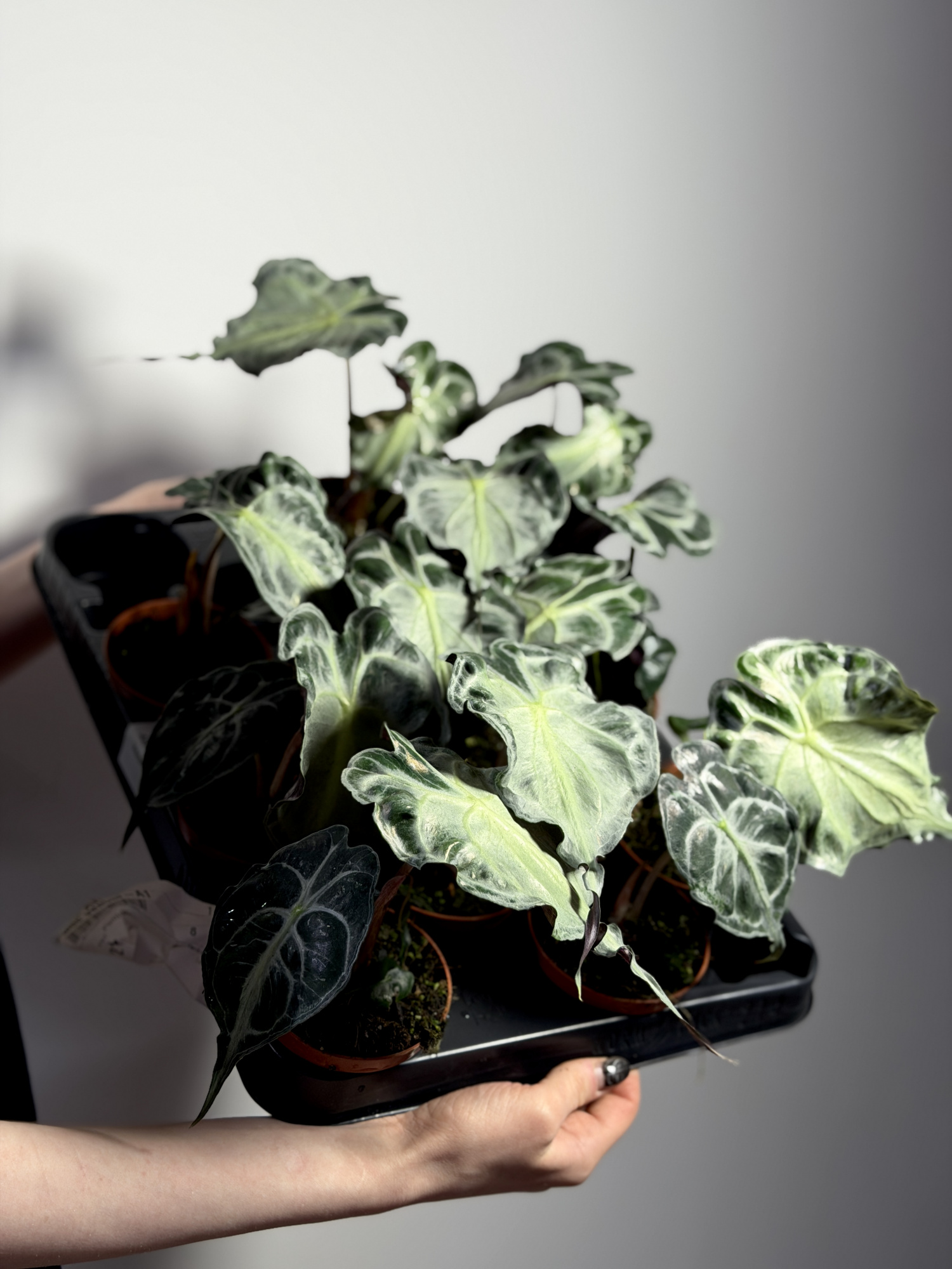 Алоказия Веном (Alocasia Venom) D8см