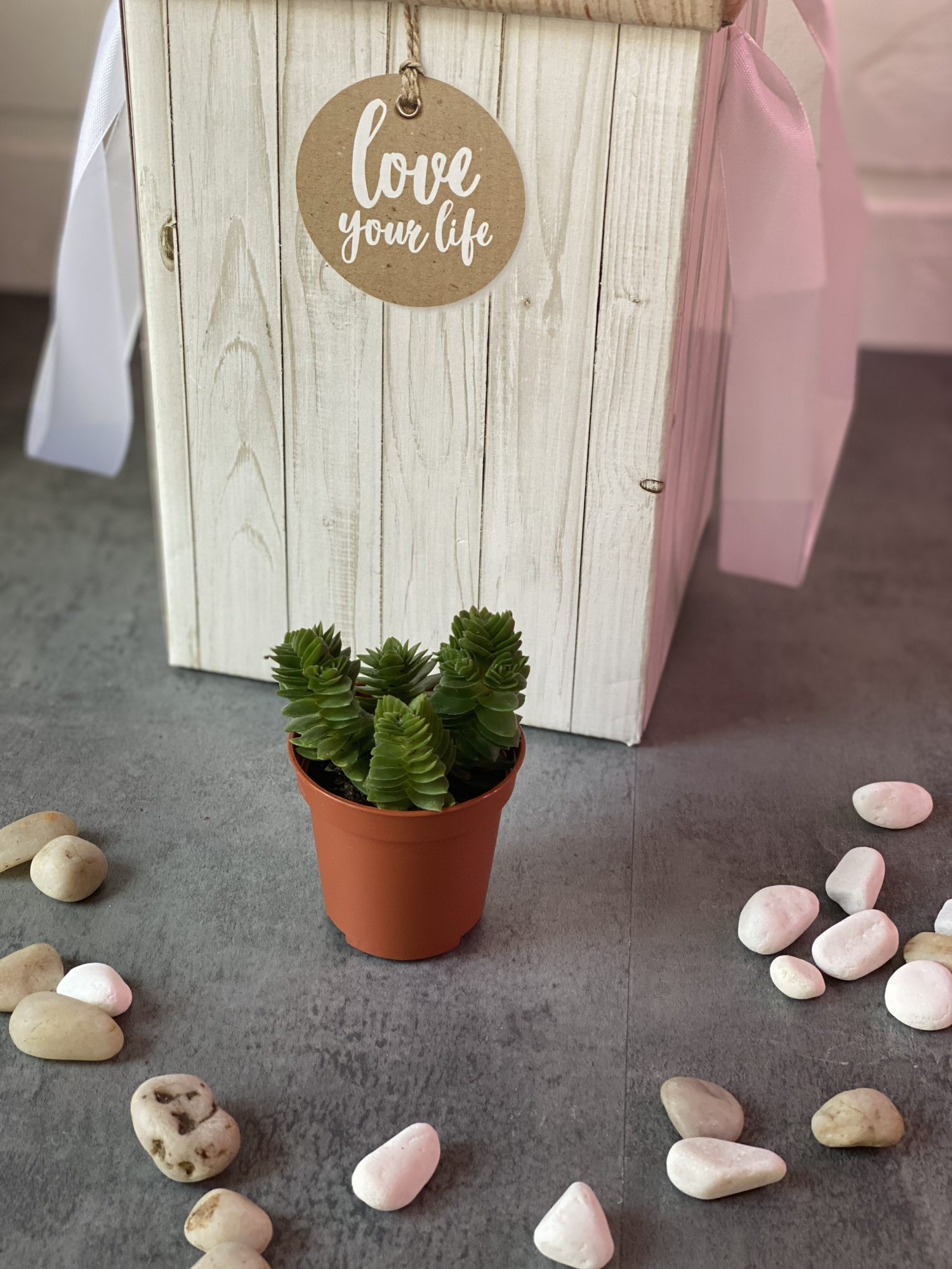 Крассула Эстагнол (Crassula Estagnol) D5см