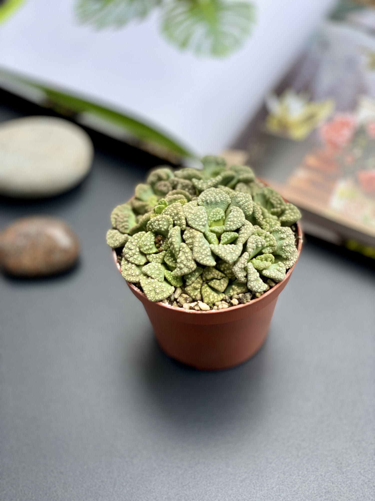 Титанопсис Калькарея (Titanopsis Calcarea) D8см