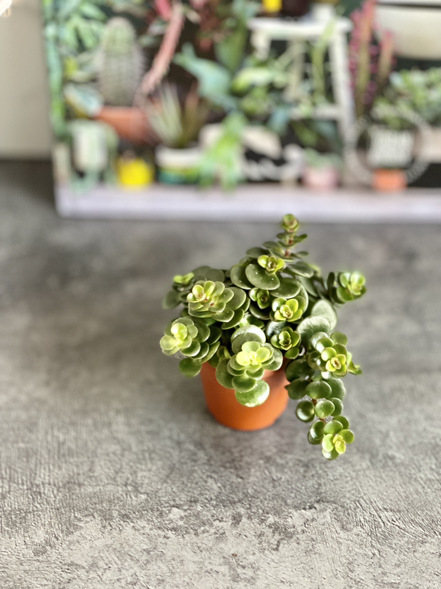 Седум Торнадо (Sedum Tornado) D5см