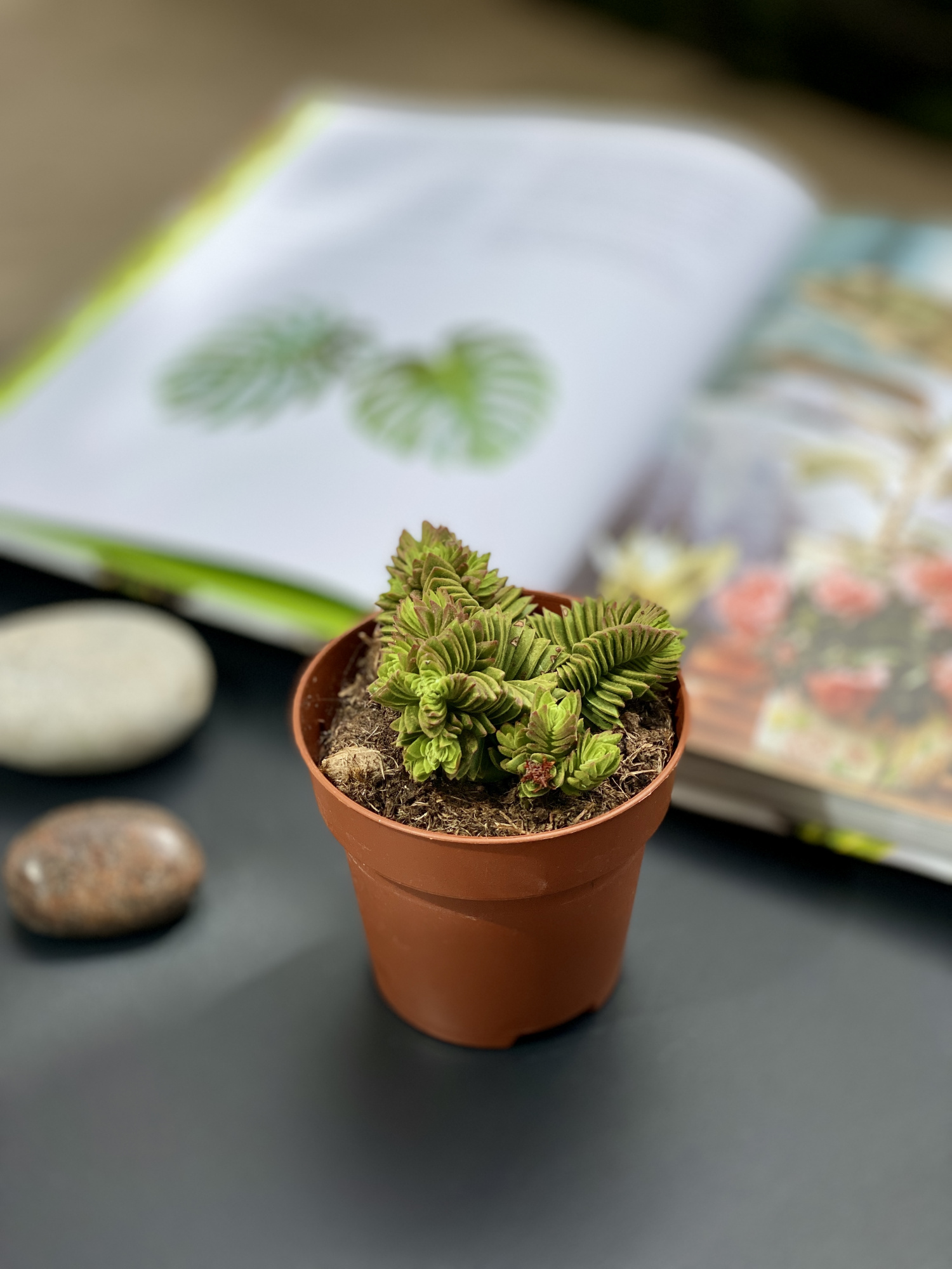 Крассула Эстагнол (Crassula Estagnol) D8см