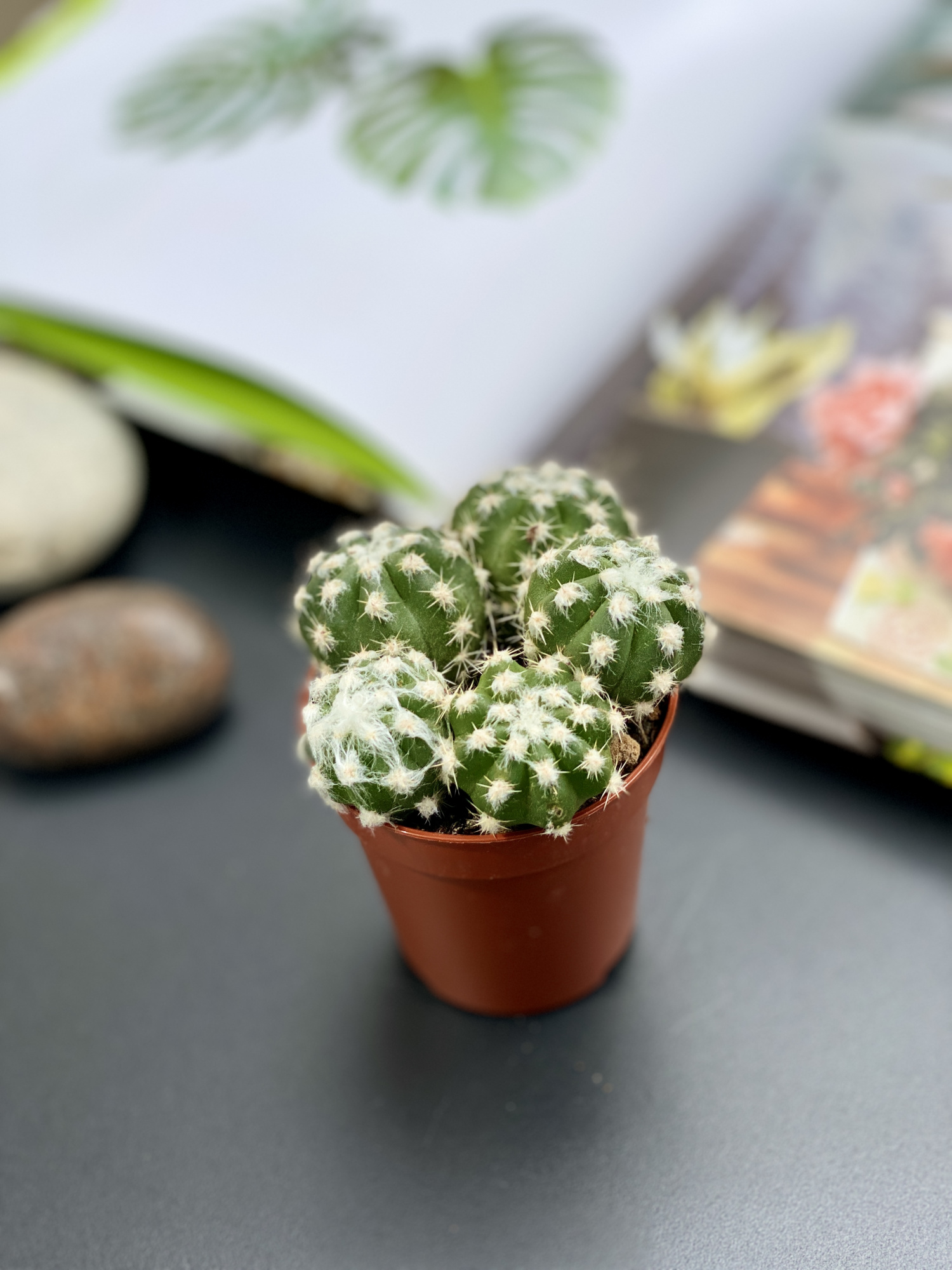 Кактус Эхинопсис Денудатум Груп (Echinopsis Denudatum Group) D5см