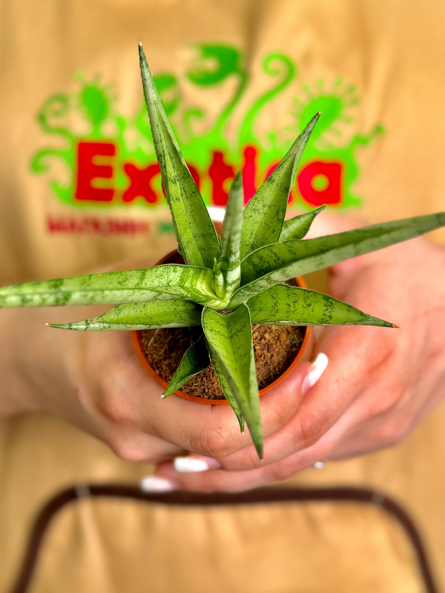 Сансевиерия Том Грацилис (Sansevieria Tom Gracilis) D6см