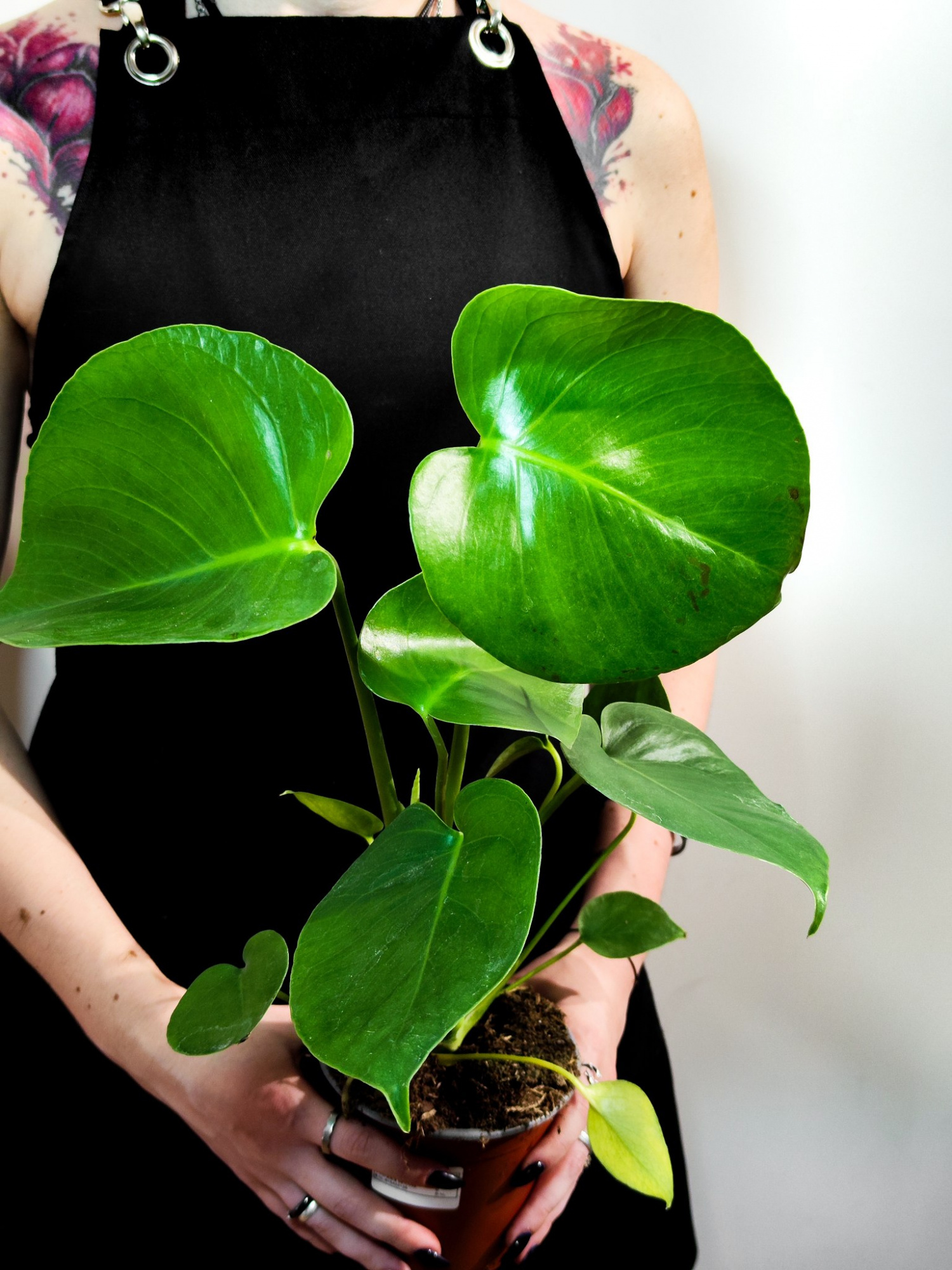 Монстера Деликатесная (Monstera Deliciosa) D12см