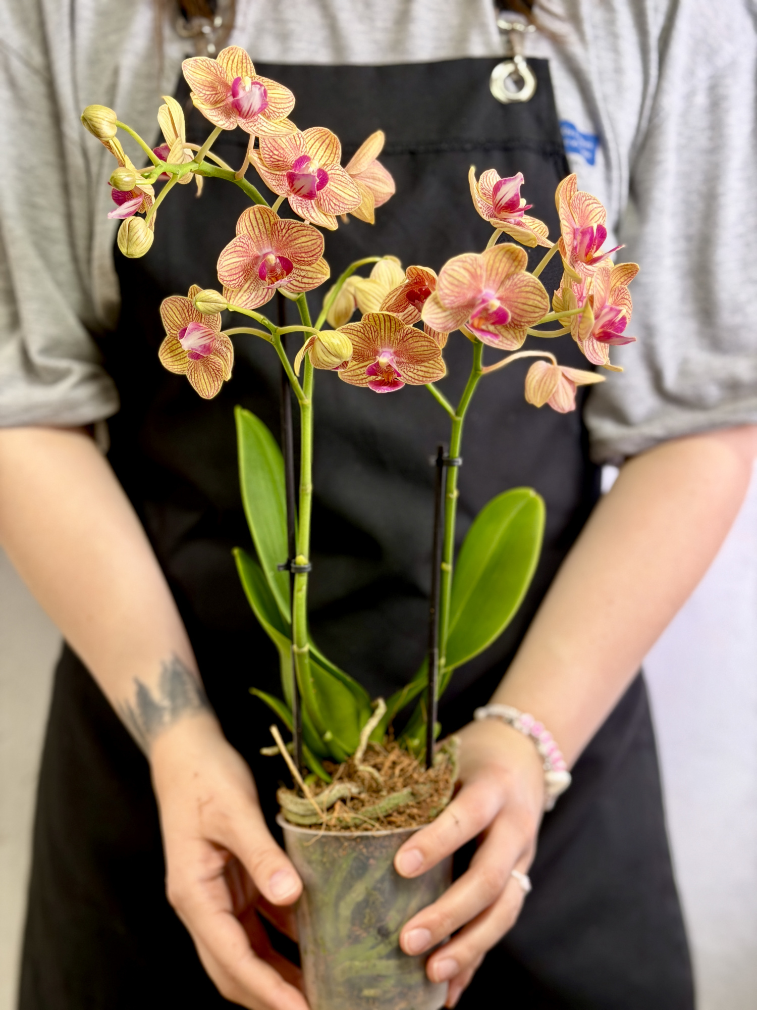 Фаленопсис Пенни Лав (Phalaenopsis Penny Love) D9см