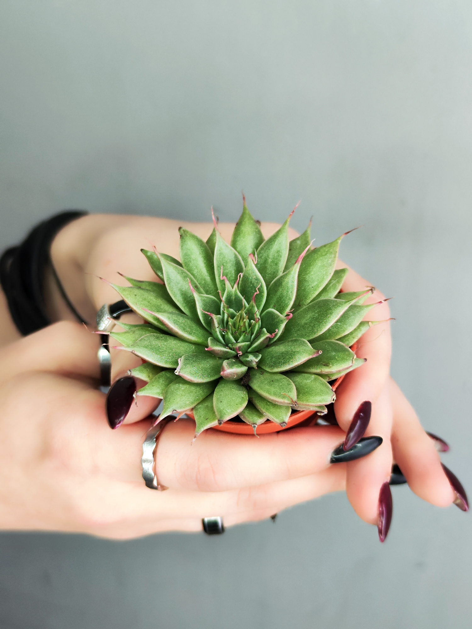 Граптопеталум Филиферум (Graptopetalum Feliferum) D5см