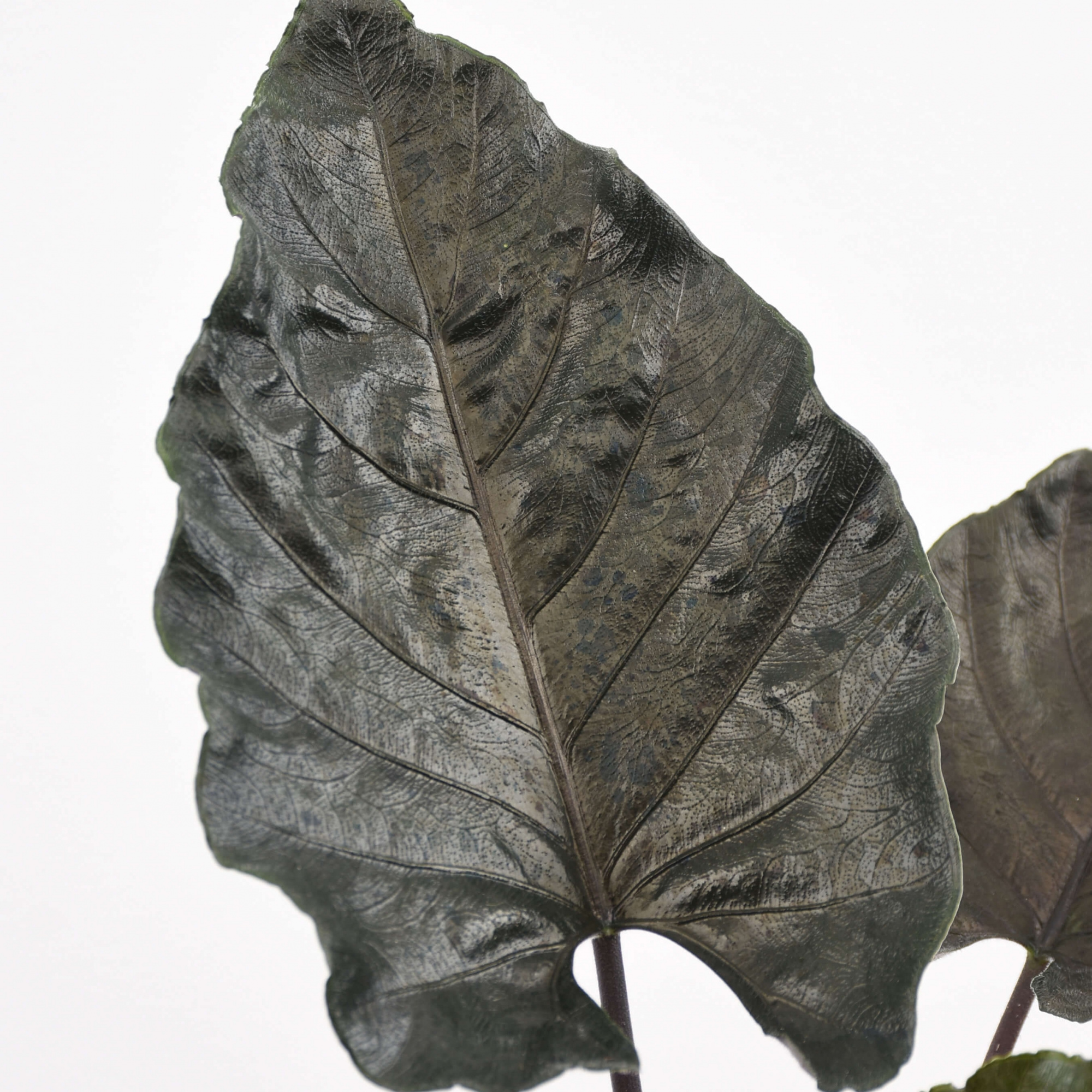Алоказия Анторо Вельвет (Alocasia Antoro Velvet) D6см