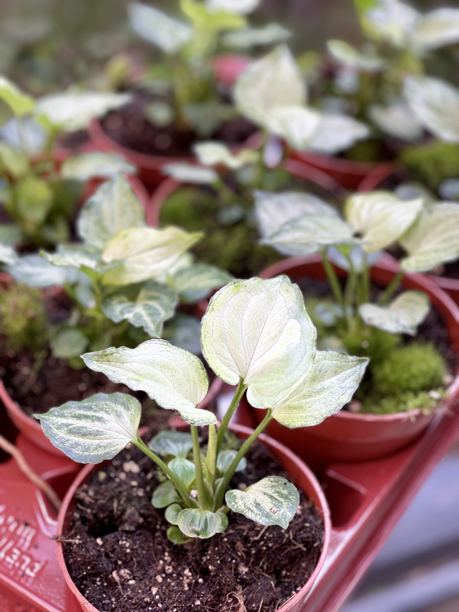 Сингониум Мышиные Ушки (Syngonium Mouse Ears) D10см