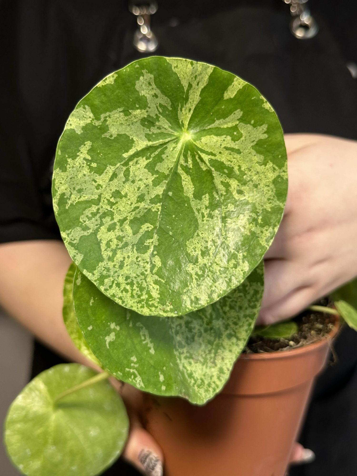 Пилея Пеперомиевидная Мохито (Pilea peperomioides Mojito) D12см