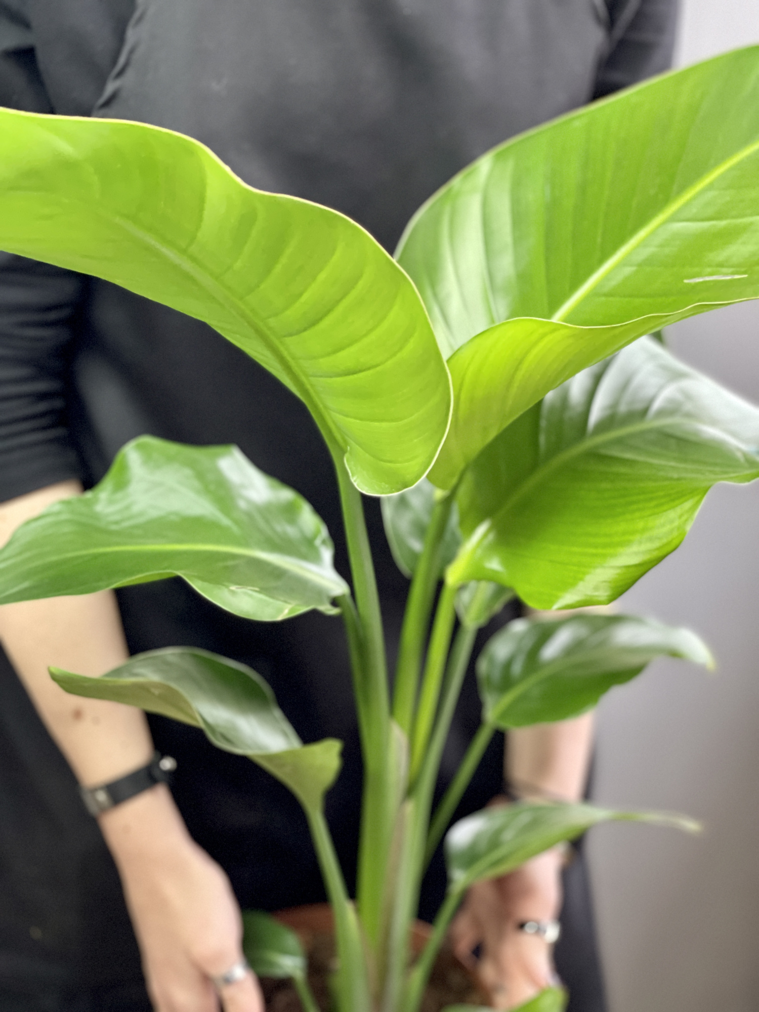 Стрелиция Николая (Strelitzia Nicolai) D17см
