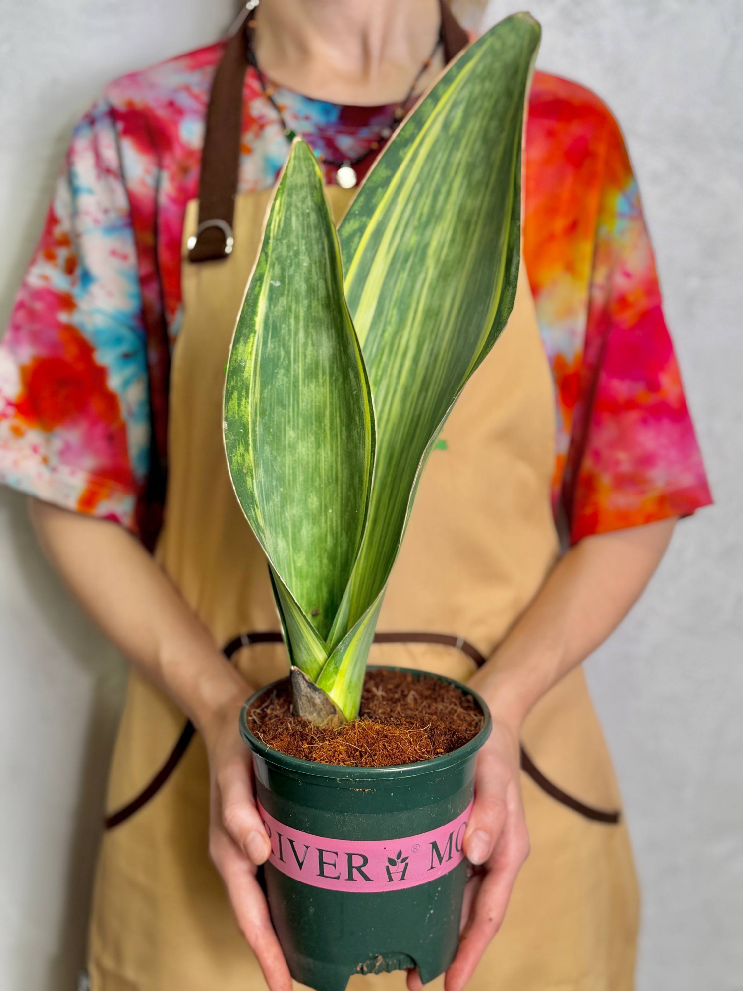 Сансевиерия Масониана Ауреа Вариегата (Sansevieria Masoniana Aurea Variegata) D14см