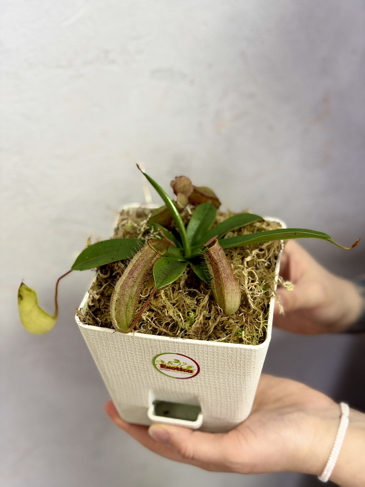 Непентес Линда (Nepenthes Linda), пересаженный D12см