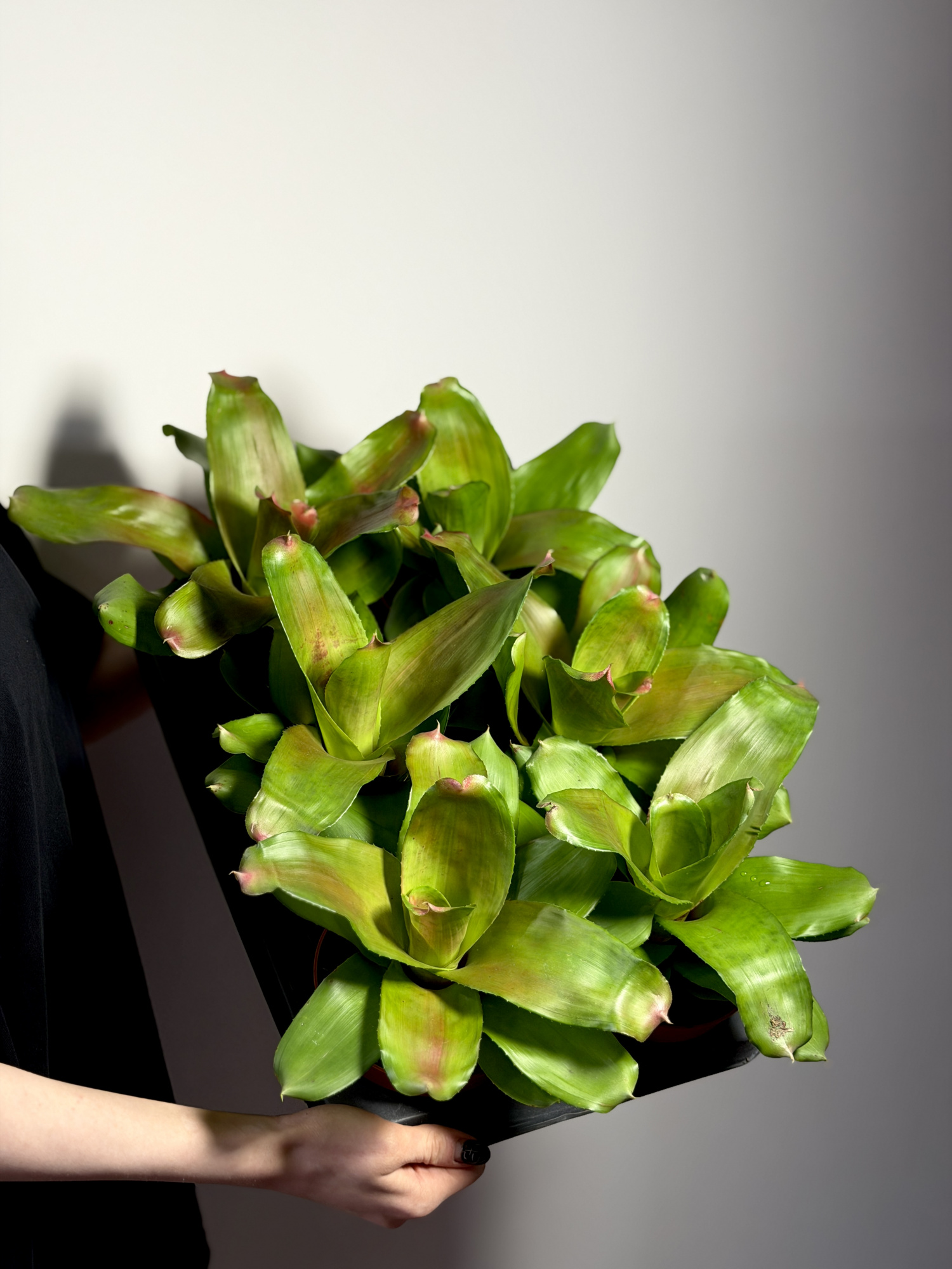 Неорегелия Розовая Скандор (Neoregelia Pink Scandor) D12см