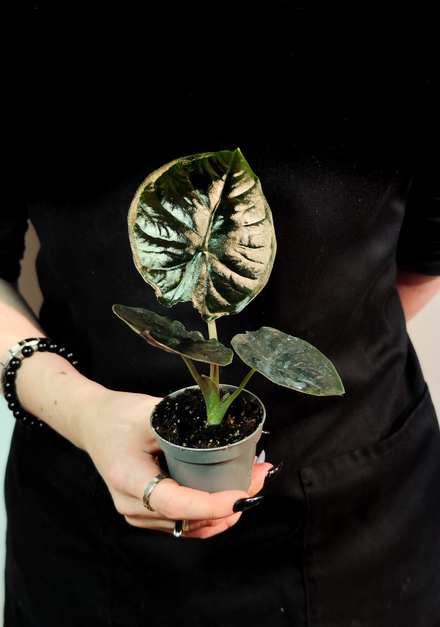 Алоказия Блэк Мэджик (Alocasia Black Magic) D6см