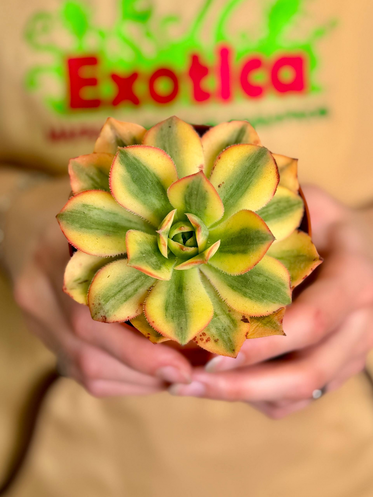 Эониум Старберст (Aeonium Starburst) D8,5см