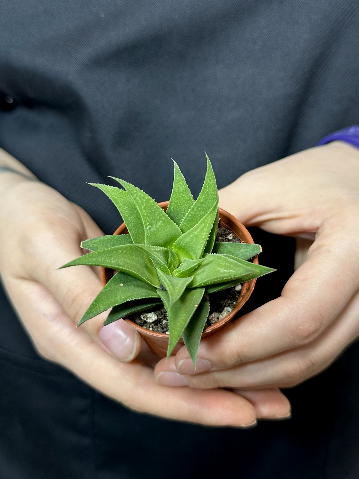 Хавортия Извилистая (Haworthia Tortuosa) D5см