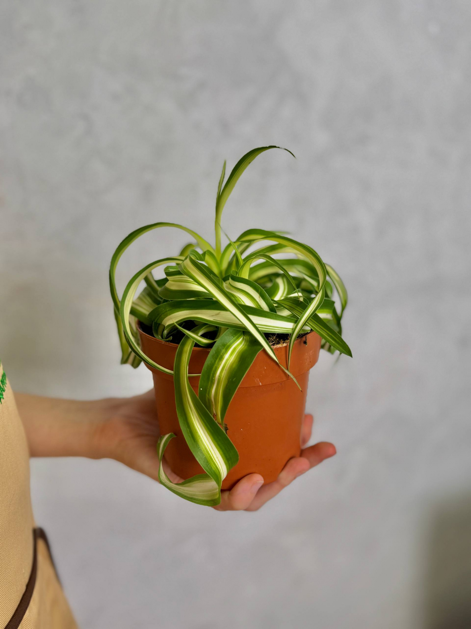 Хлорофитум Бонни Кудрявый (Chlorophytum Bonnie Variegata) D12см