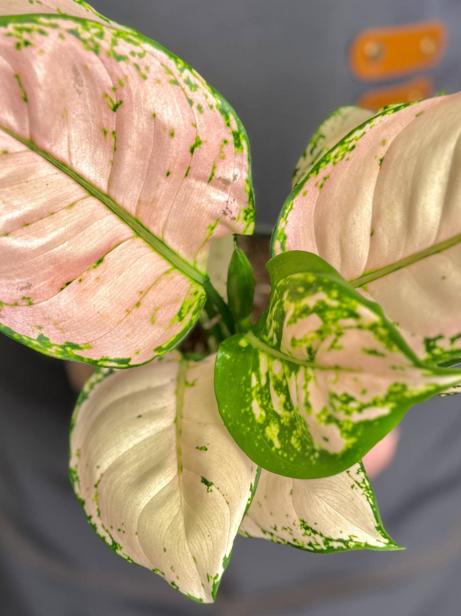 Аглаонема Рози Джой (Aglaonema Rosy Joy) D12см
