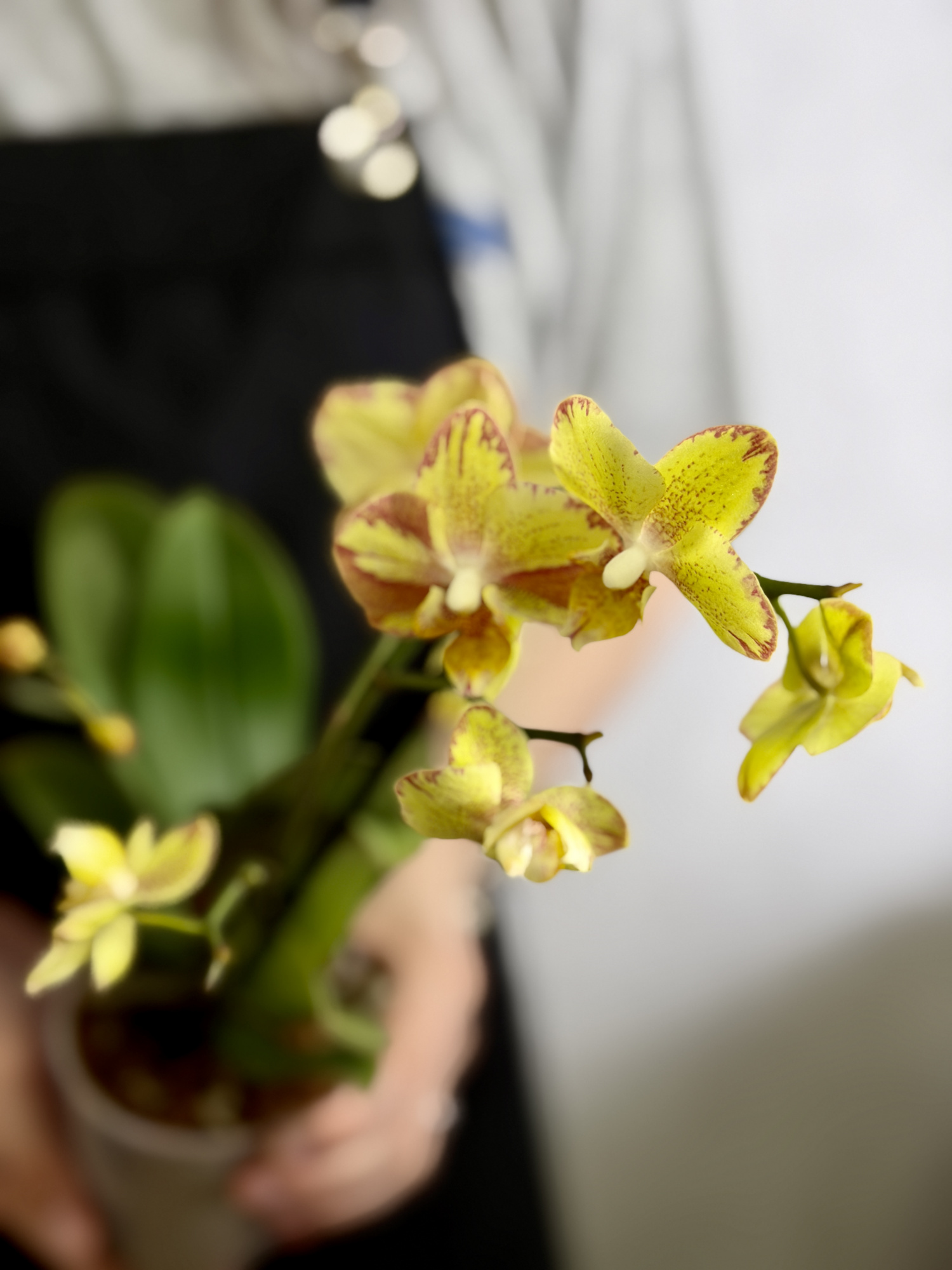 Фаленопсис Мини Золотой Леопардовый (Phalaenopsis Golden Leopard) D9см
