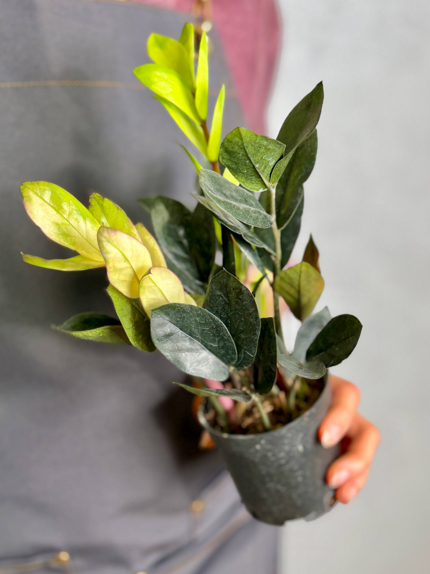 Замиокулькас Китайский Гибрид (Zamioculcas Chinese Hybrid) D9см