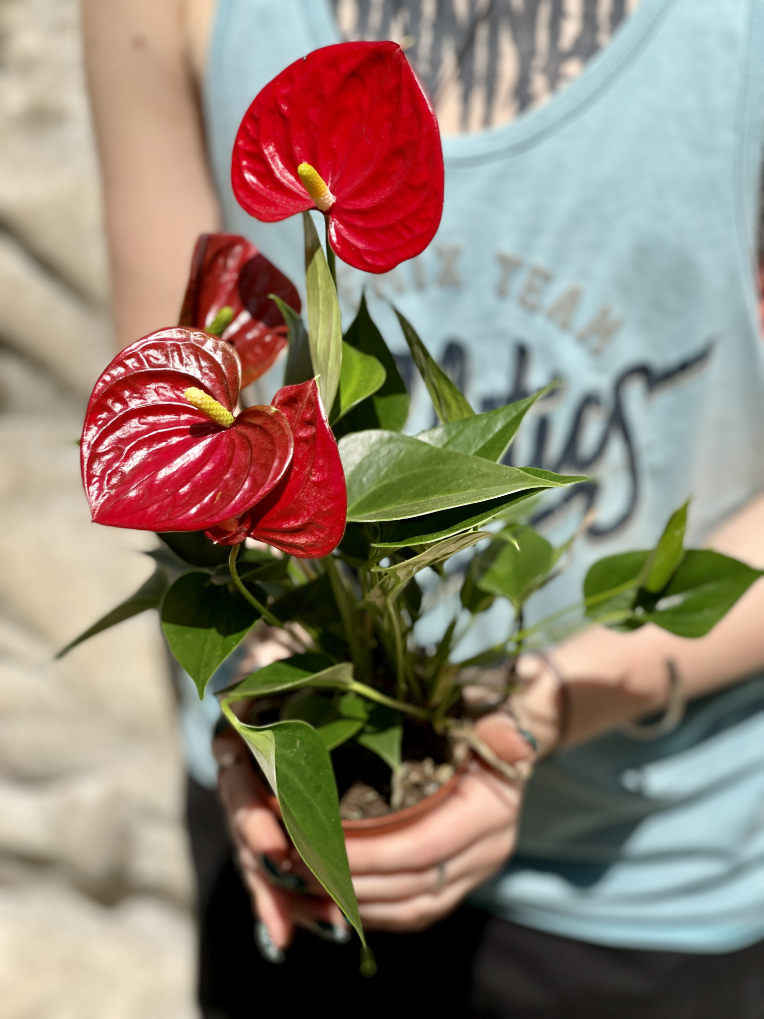 Антуриум Андре Красный (Anthurium Аndraeanum Red) D9см