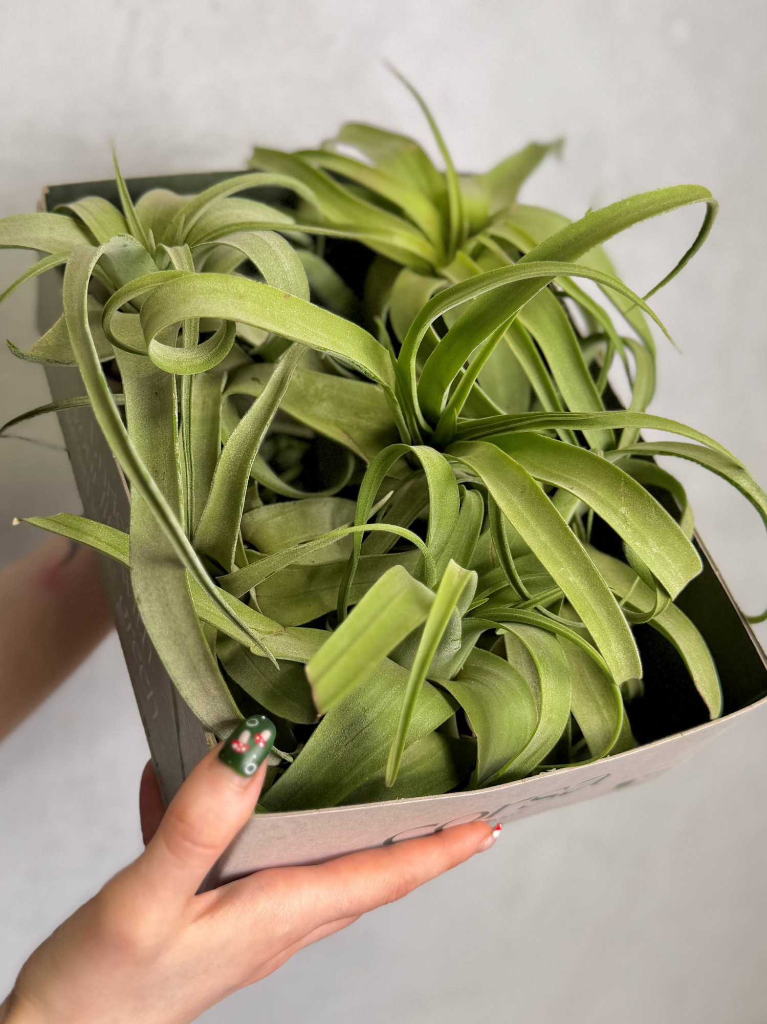 Тилландсия Стрептофилла XL (Tillandsia Streptophylla XL)