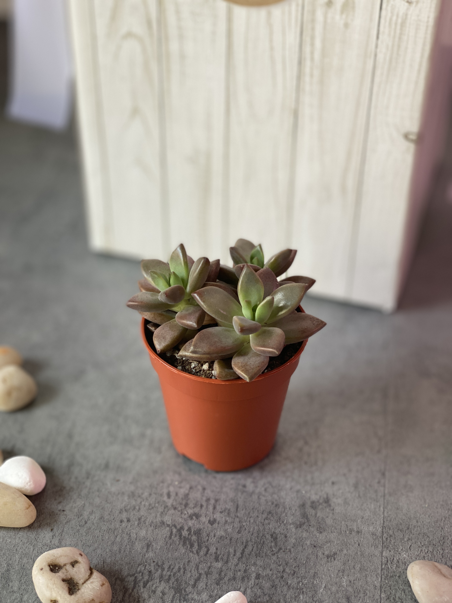 Седум Бордхат (Sedum Bordhat) D5см