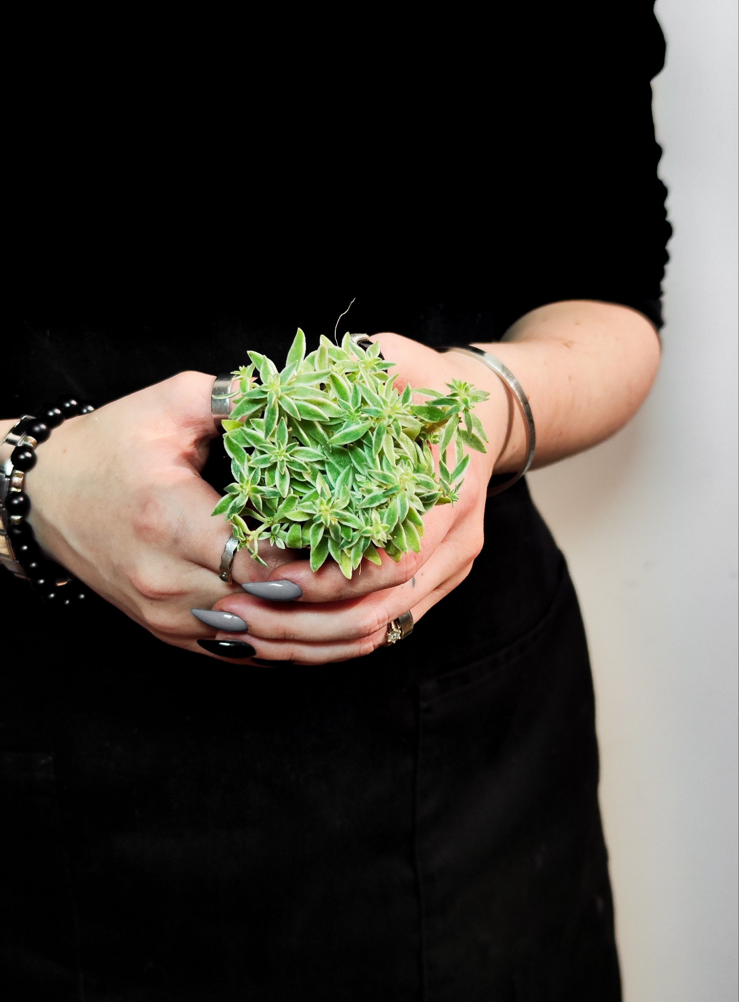 Седум Линейный Вариегата (Sedum Lineare Variegata) D5см