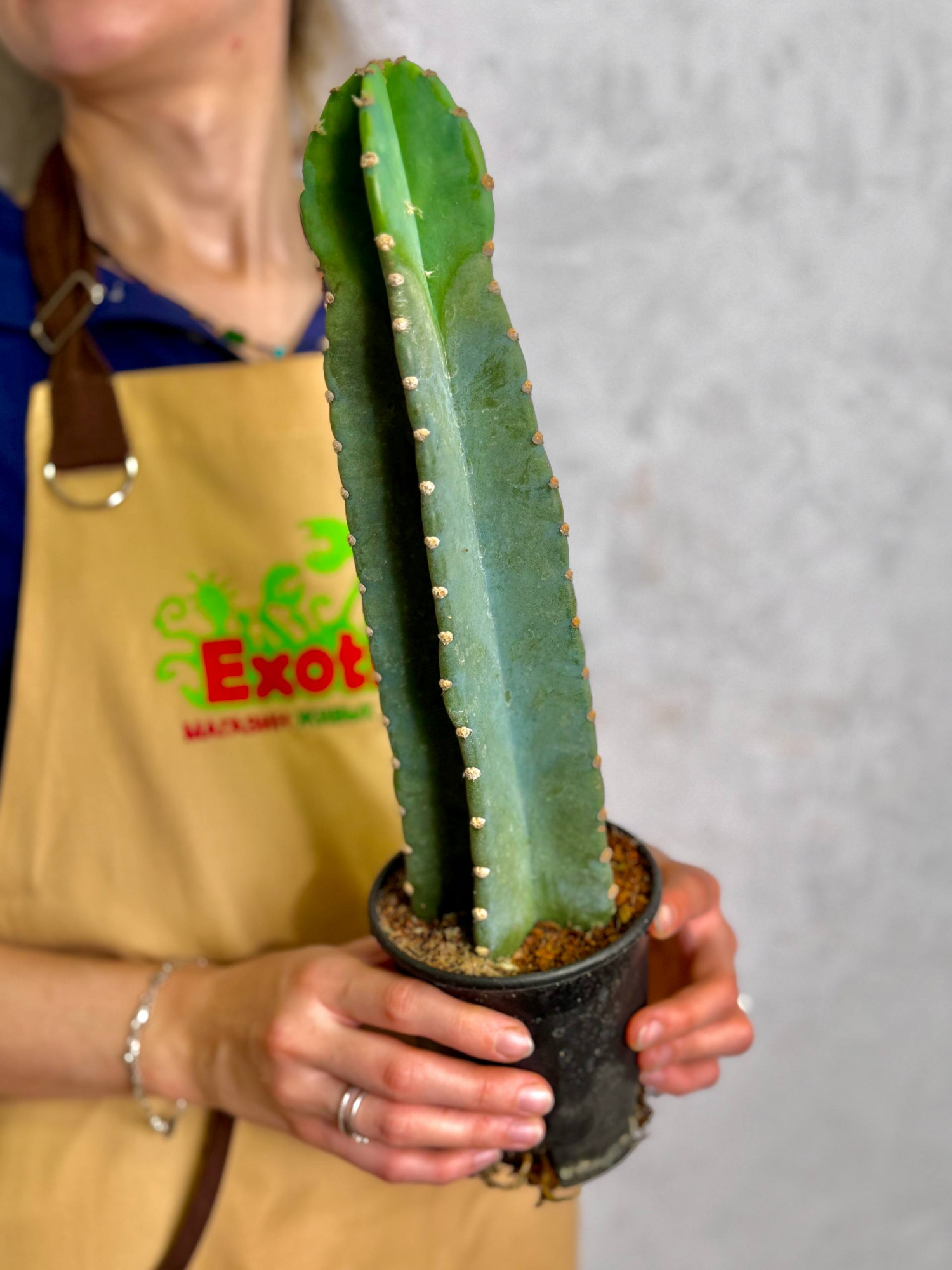 Китайский Цереус, Кактус Cанзанг (Cactus Sanzang) D11см