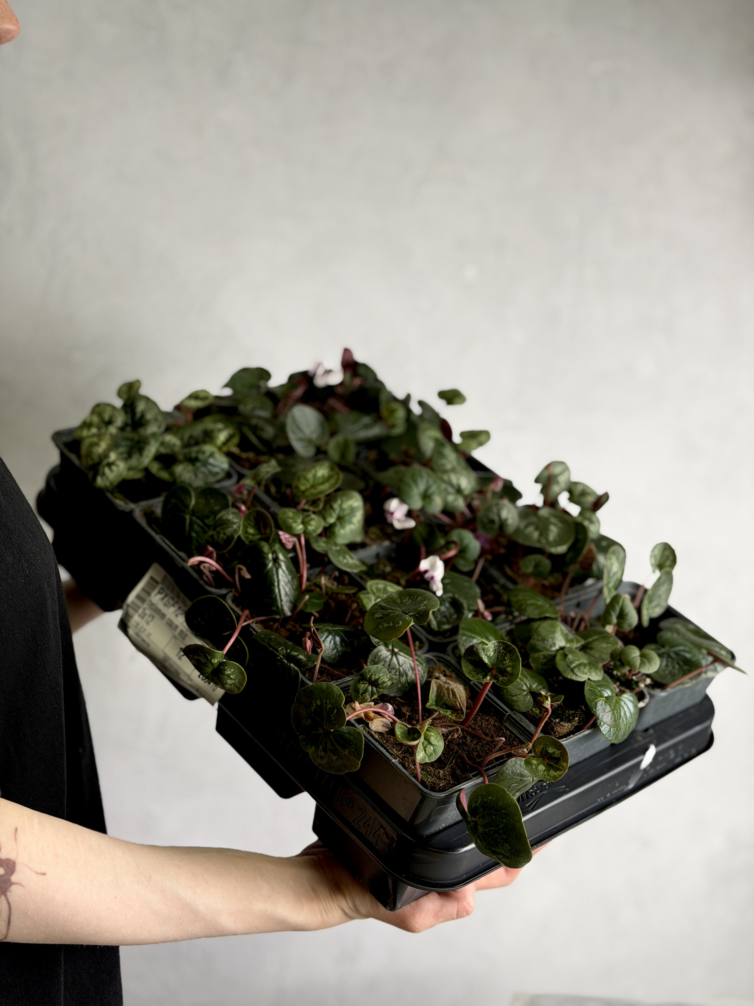 Цикламен Косский Серебристо - Белый (Cyclamen Coum Silverleaf White) D8см