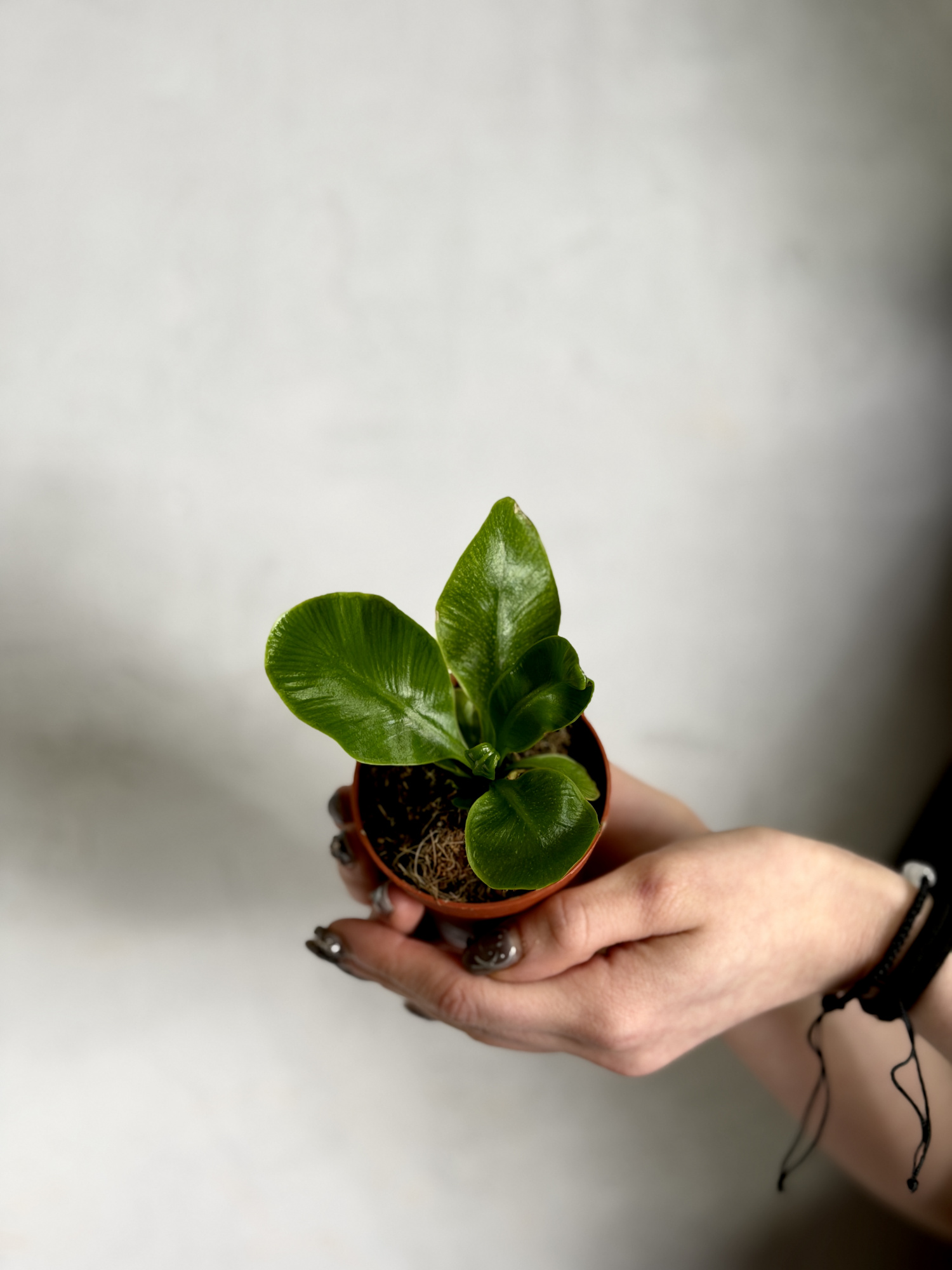 Асплениум Кобра (Asplenium Nidus Cobra) D7см