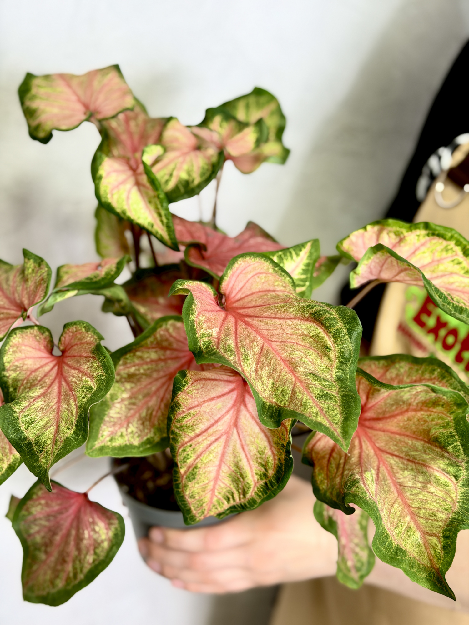 Каладиум Чинук (Caladium Chinook) D12см