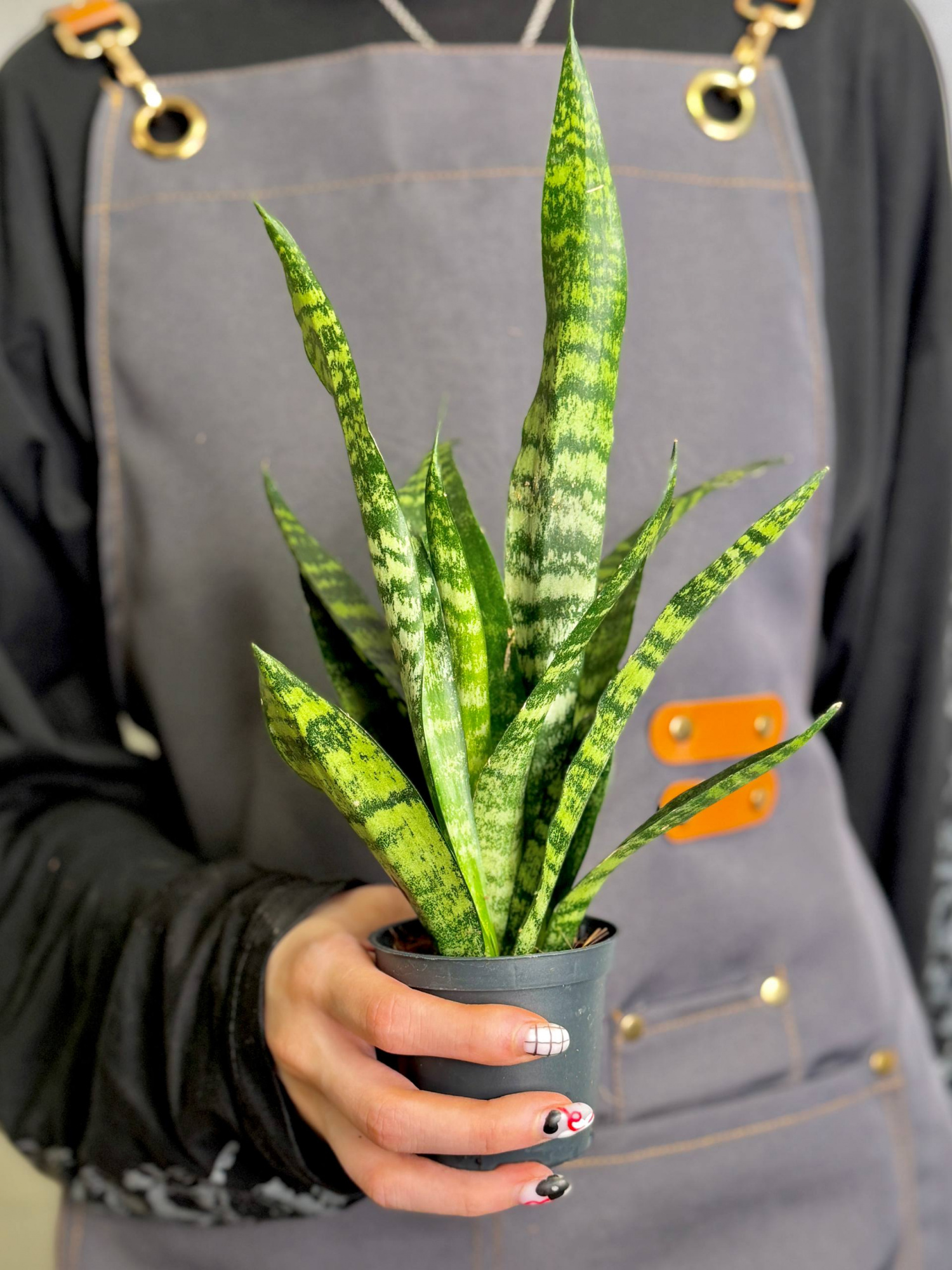 Сансевиерия Блэк Корал (Sansevieria Black Coral) D7см