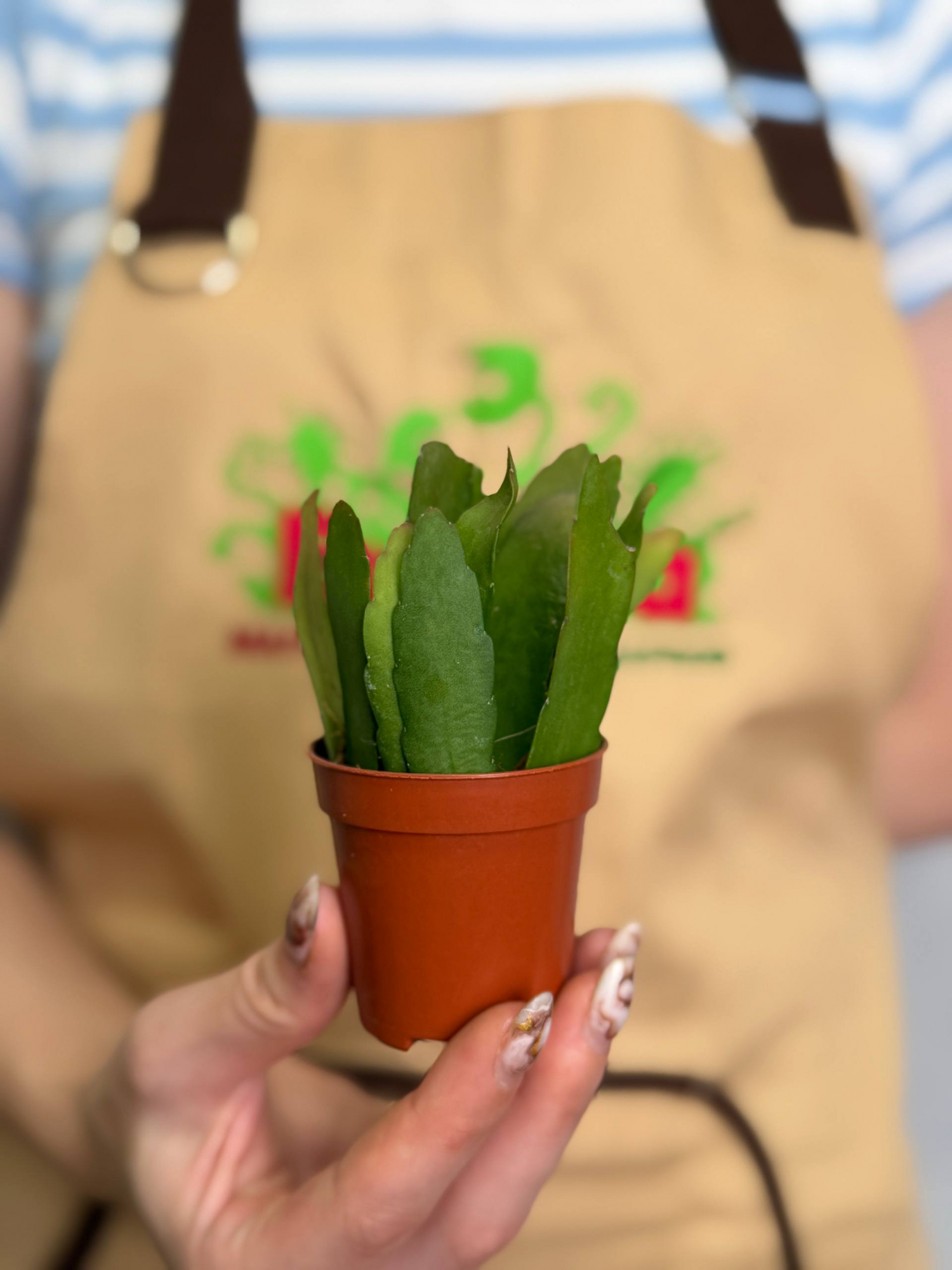 Рипсалис Ред Корал (Rhipsalis Red Coral) D5см