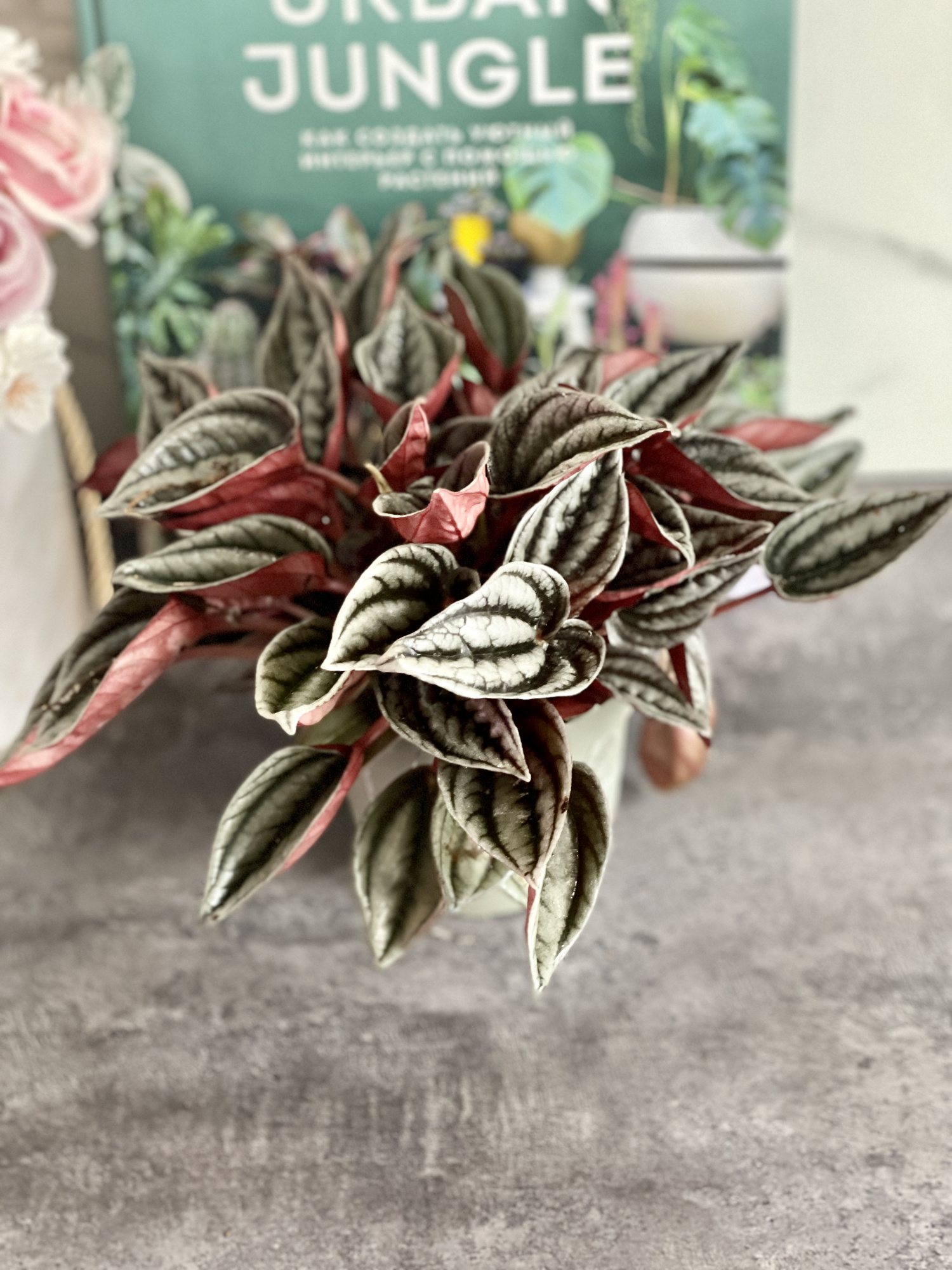 Пеперомия Каперата Мендоза (Peperomia Caperata Mendoza) D9см
