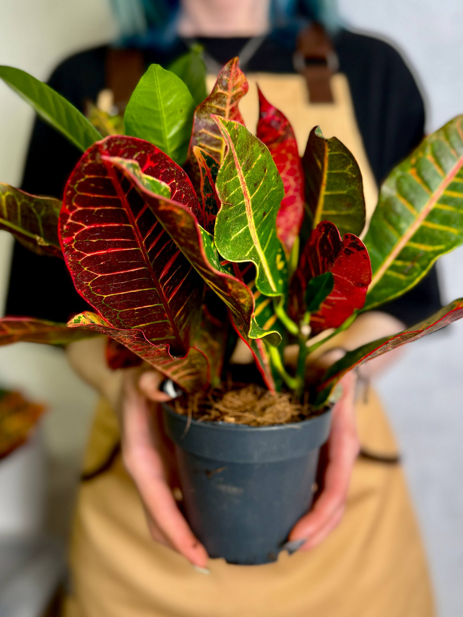 Кодиеум Петра (Codiaeum Petra) D12см