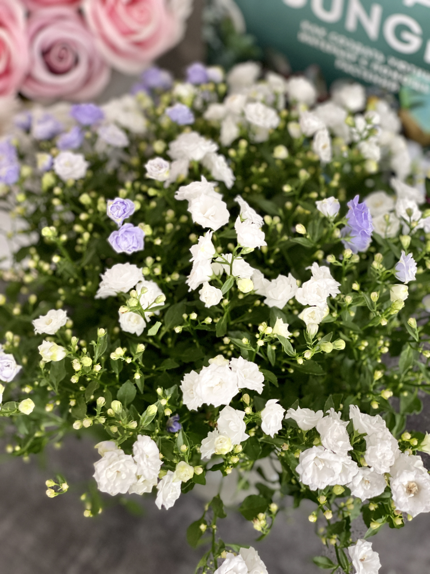 Кампанула Бали махровая двухцветная (Campanula Bali Multi) D12см