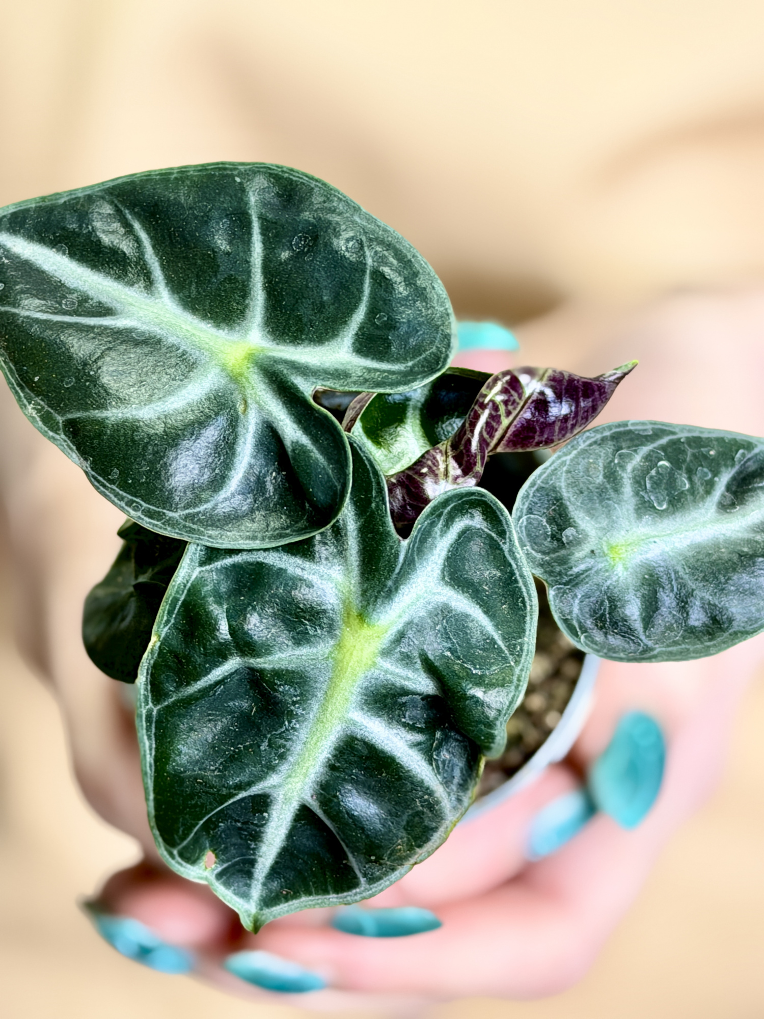 Алоказия Балун Харт (Alocasia Balloon Heart) D6см