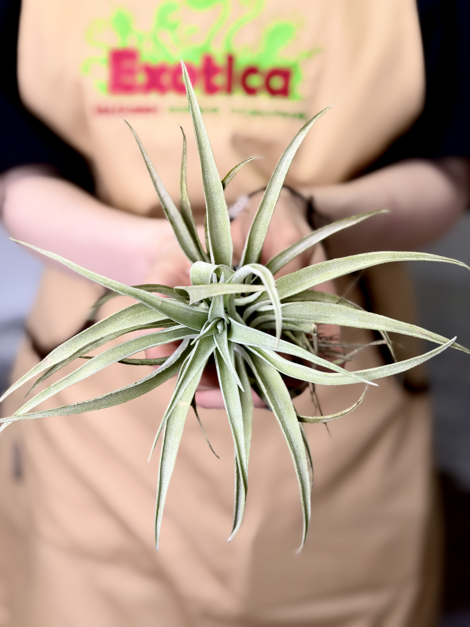 Тилландсия Грин Капитата XL (Tillandsia Green Capitata XL)