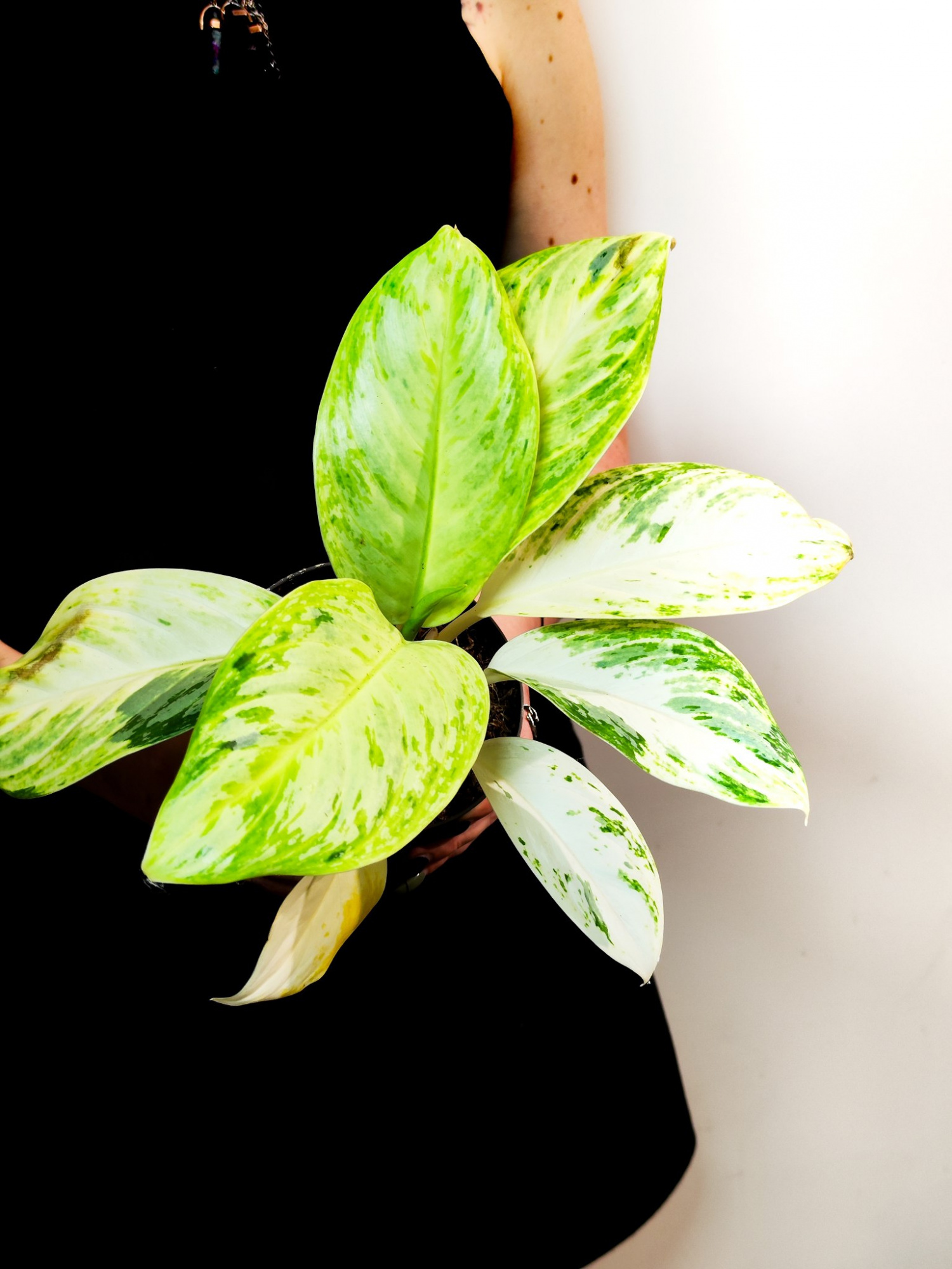 Аглаонема Арктик Лайм (Aglaonema Arctic Lime) D12см