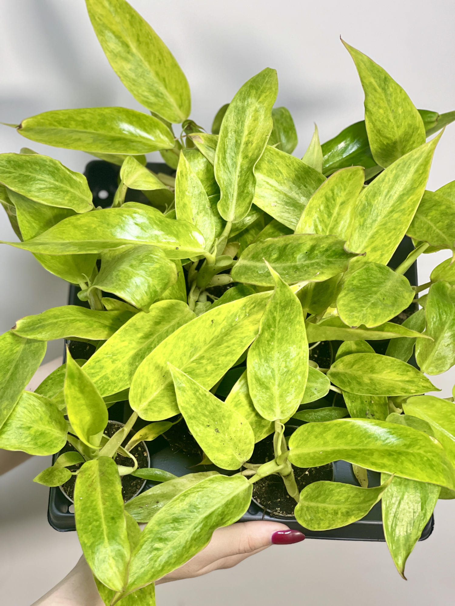 Филодендрон Калкин Голд (Philodendron Calkins Gold) D6см