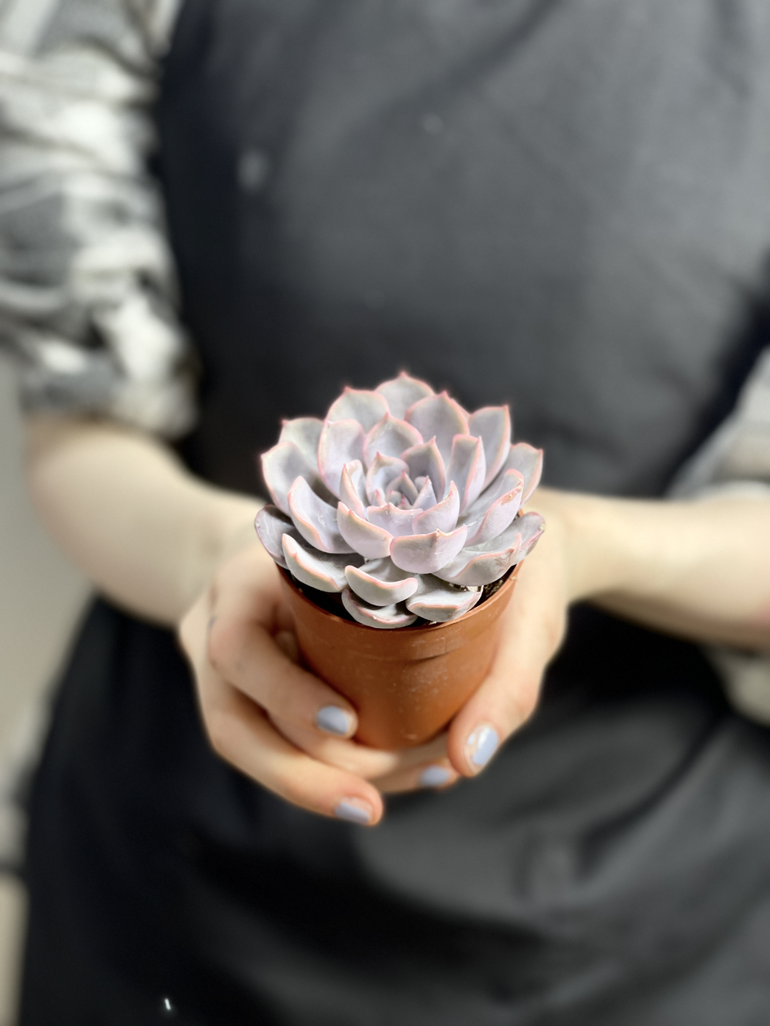 Эхеверия Апус (Echeveria Apus) D5см