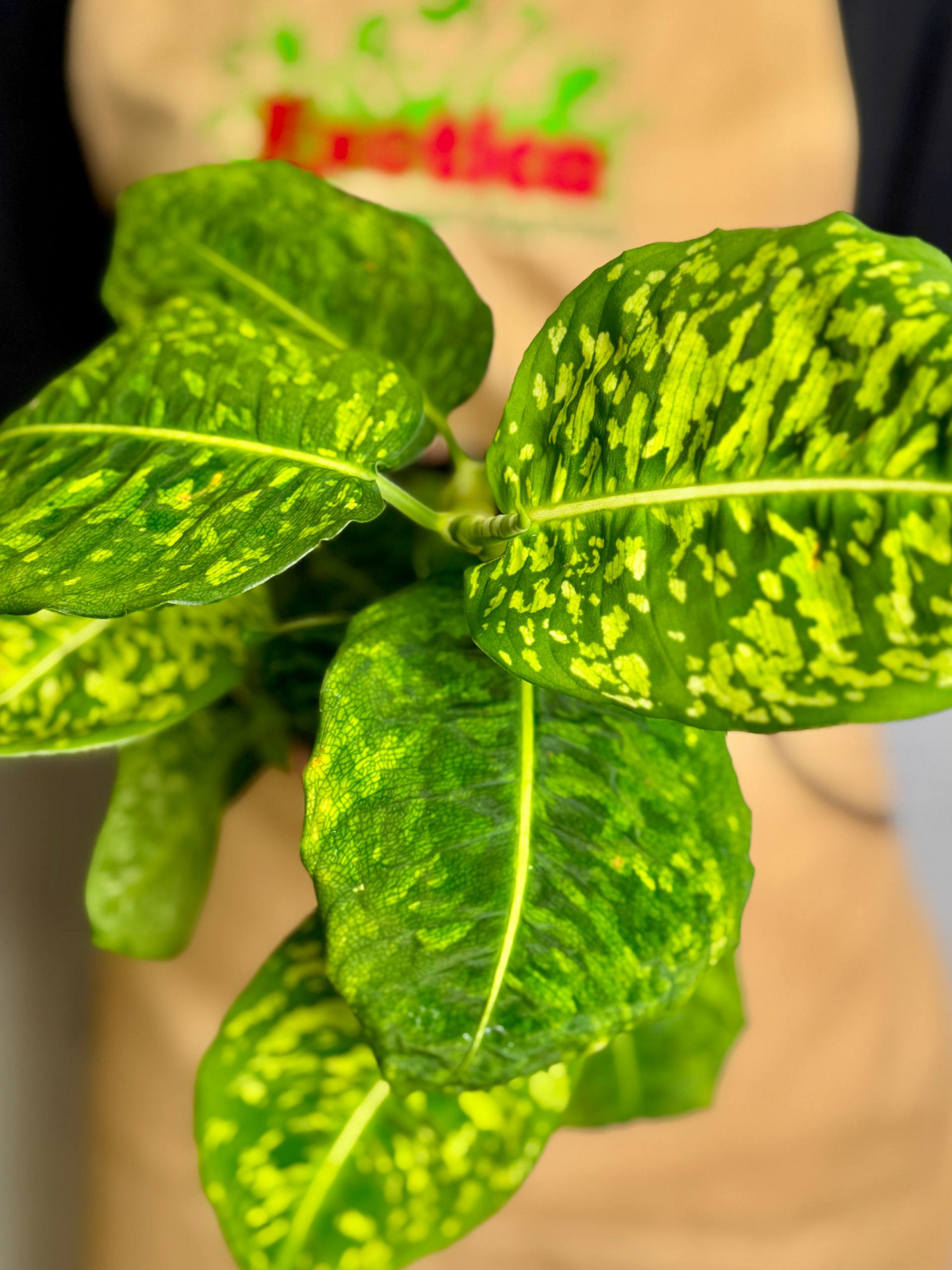 Диффенбахия Рефлектор (Dieffenbachia Reflector) D12см