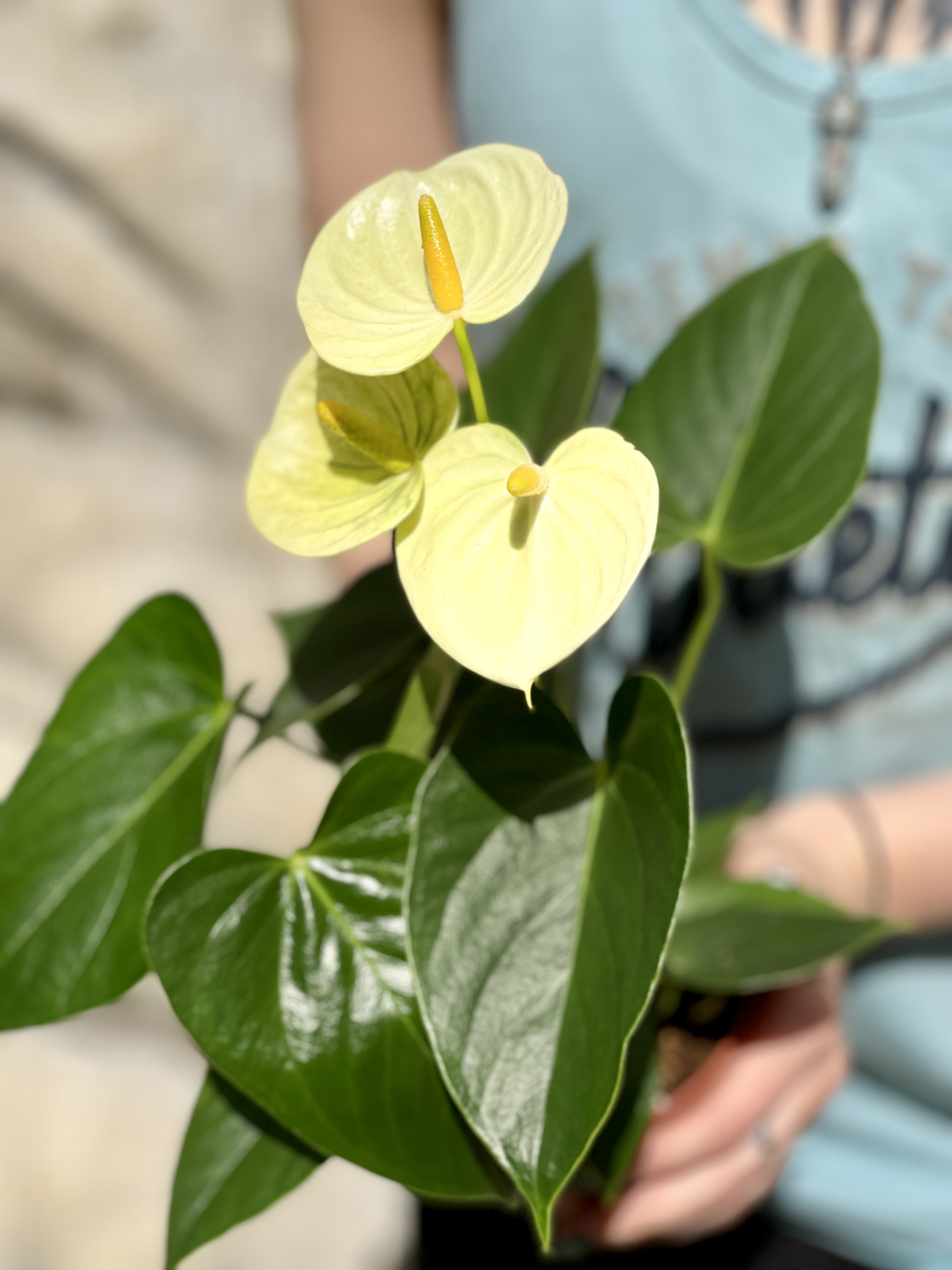 Антуриум Андре Ванилла (Anthurium Аndraeanum Vanilla) D9см
