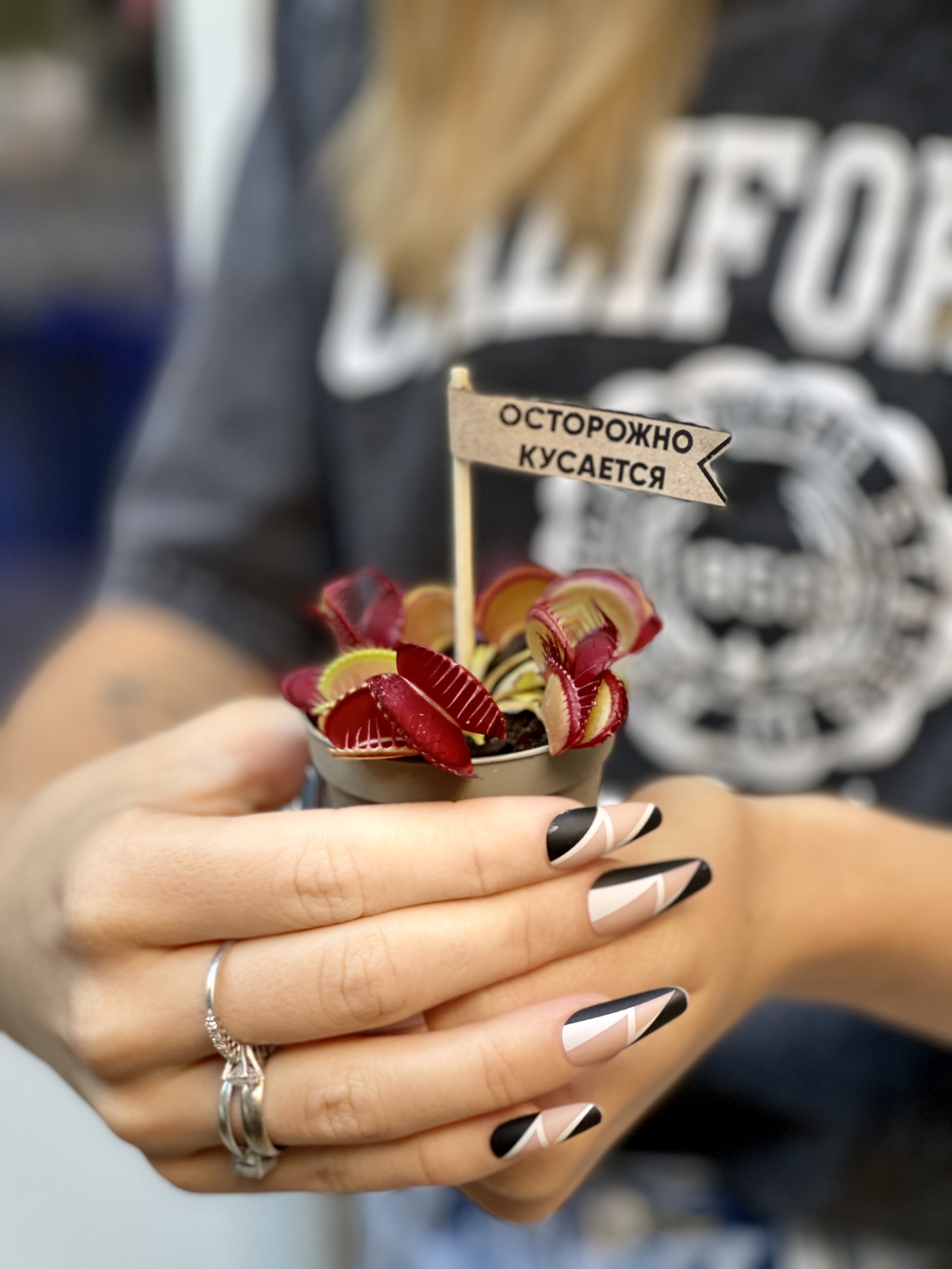 Венерина Мухоловка Малютка (Dionaea Muscipula) D6см
