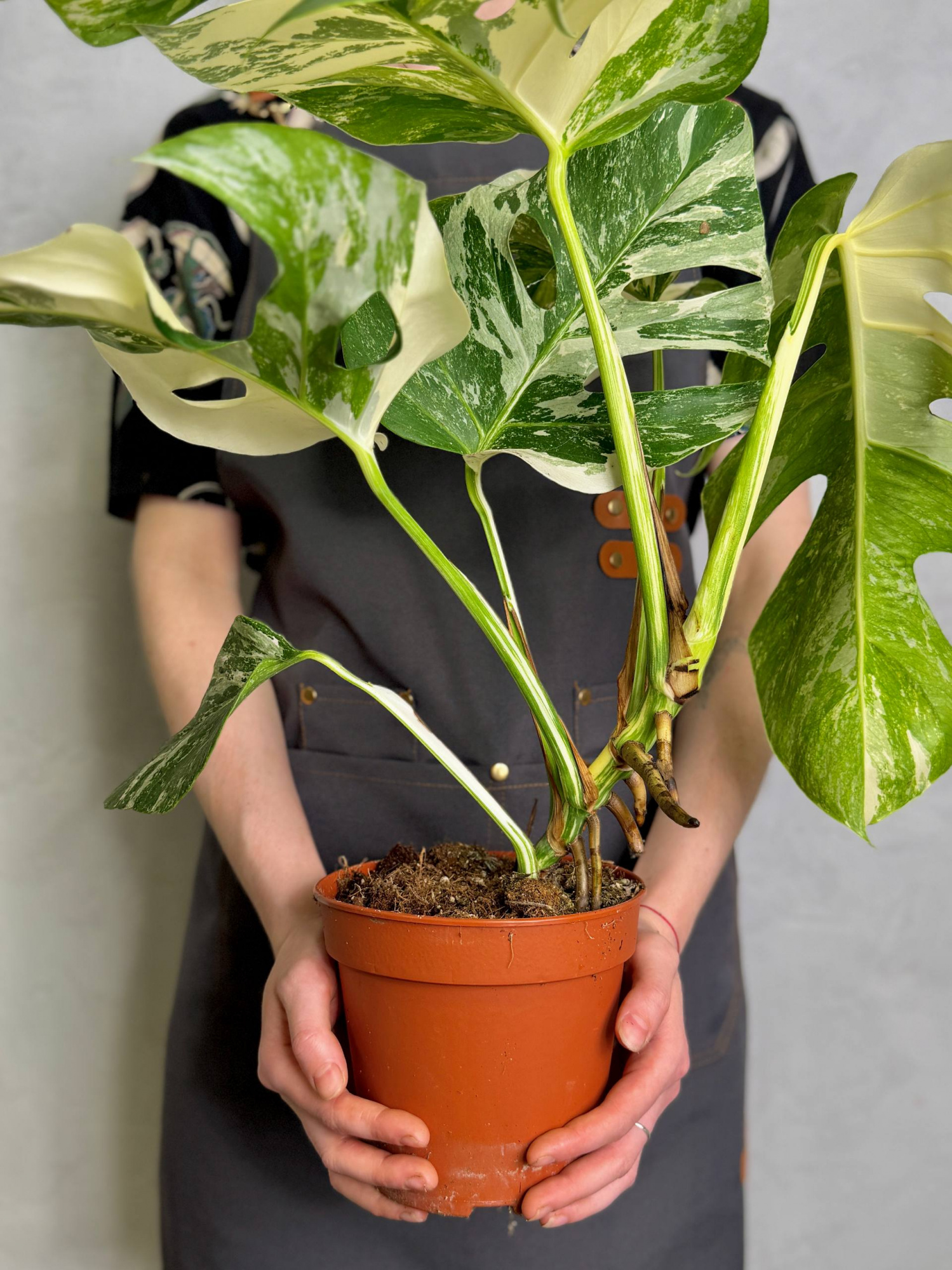 Монстера Деликатесная Супер Альба Вариегатная (Monstera Deliciosa Variegata Super White) D15см