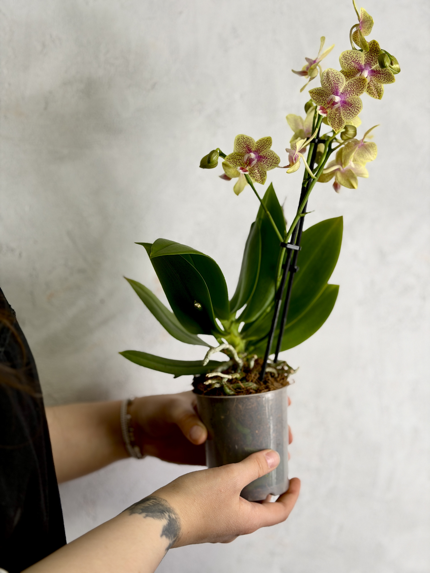 Фаленопсис Кусто Пелорик (Phalaenopsis Cousteau 'Peloric') D9см