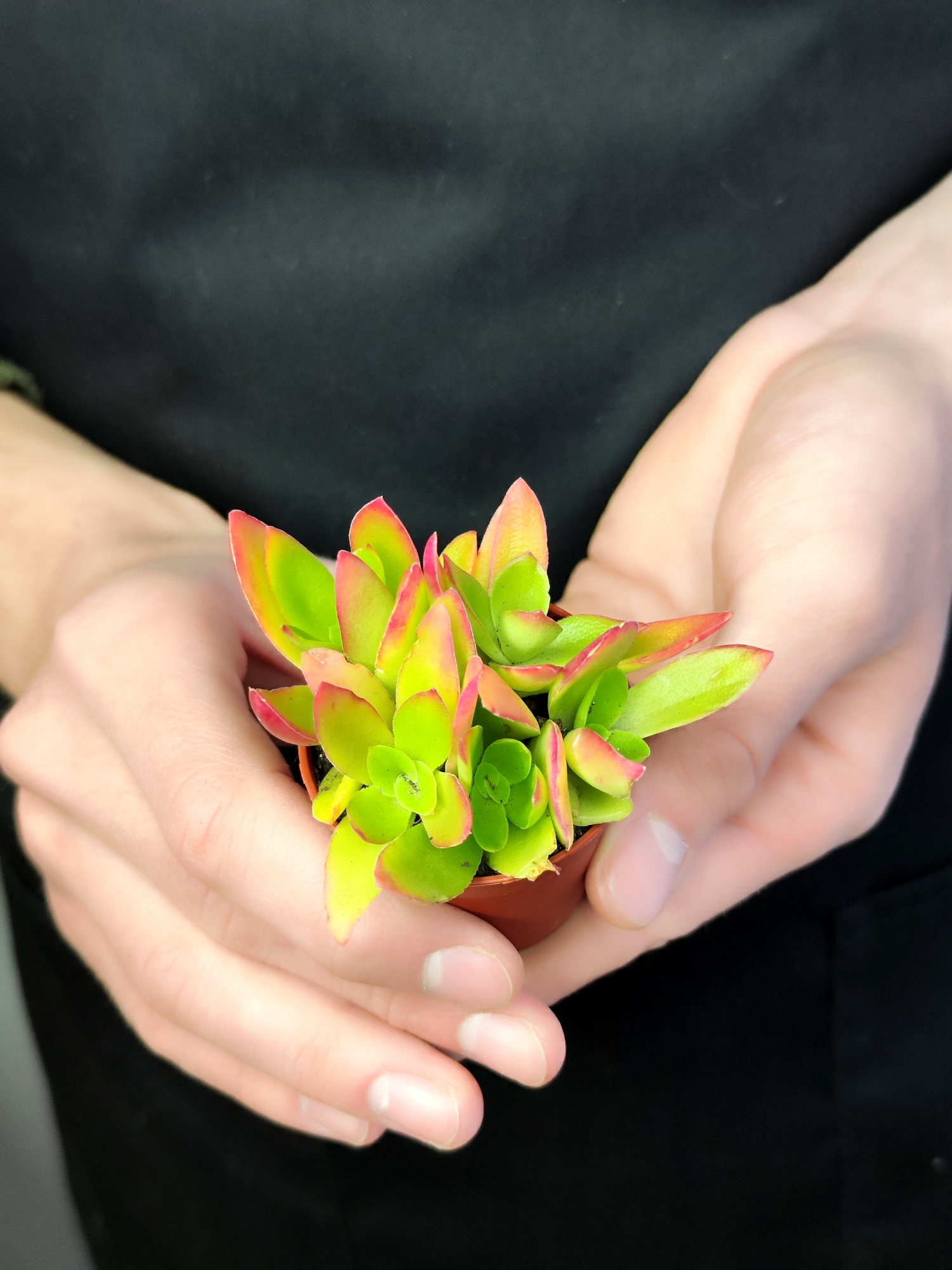 Крассула Капителла Кэмпфайер Ред (Crassula Capitella Campfire Red) D5см